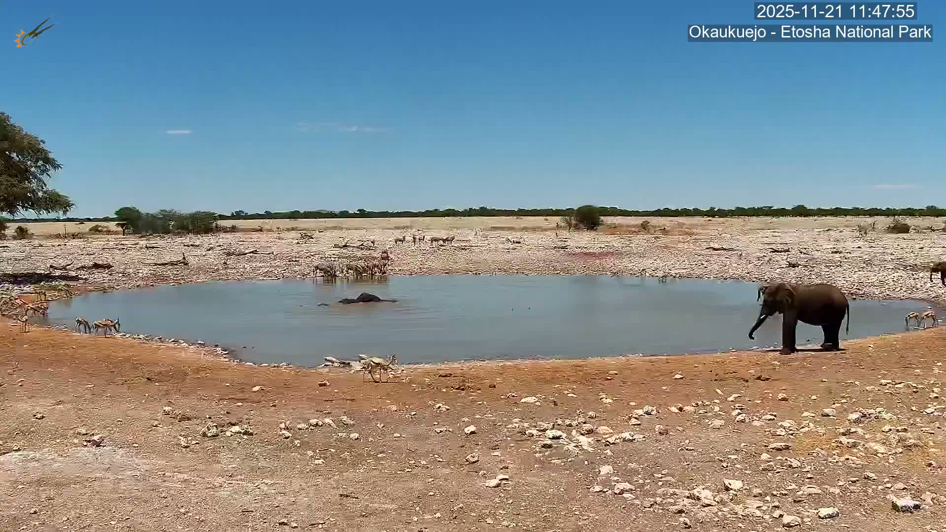 Under a clear, sunny sky, an elephant stands at the edge of a watering hole while another is largely submerged, surrounded by zebras and springboks in a dry, rocky savanna.