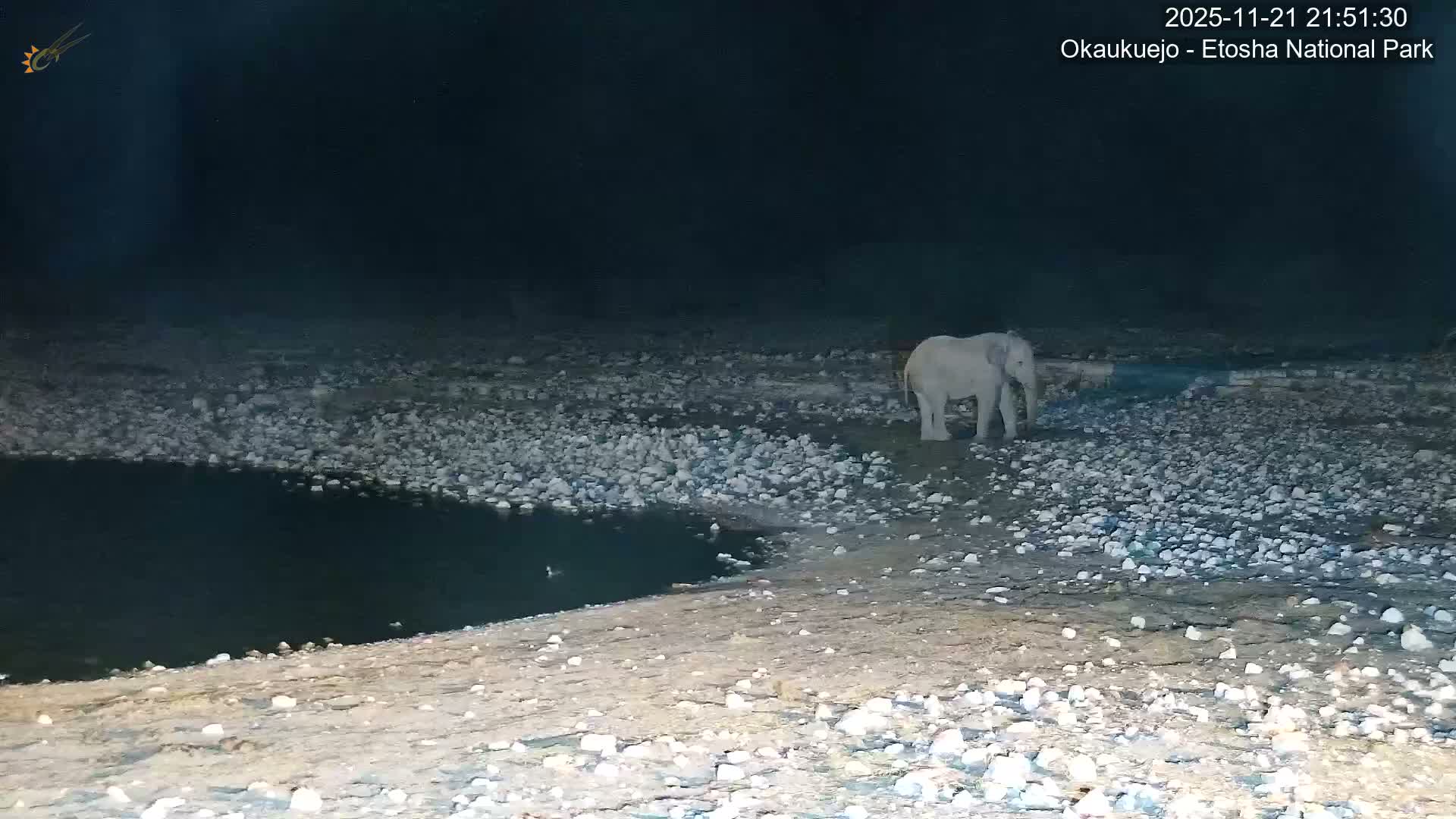 Wild Animal Life  in Okaukuejo Waterhole in Etosha National Park  -  Oshakati, Oshana, Namibia