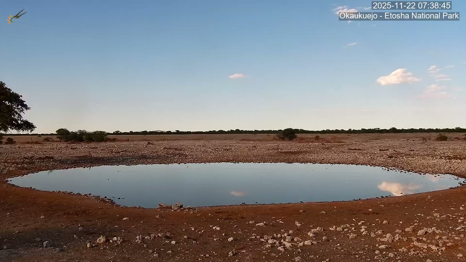 Wild Animal Life  in Okaukuejo Waterhole in Etosha National Park  -  Oshakati, Oshana, Namibia