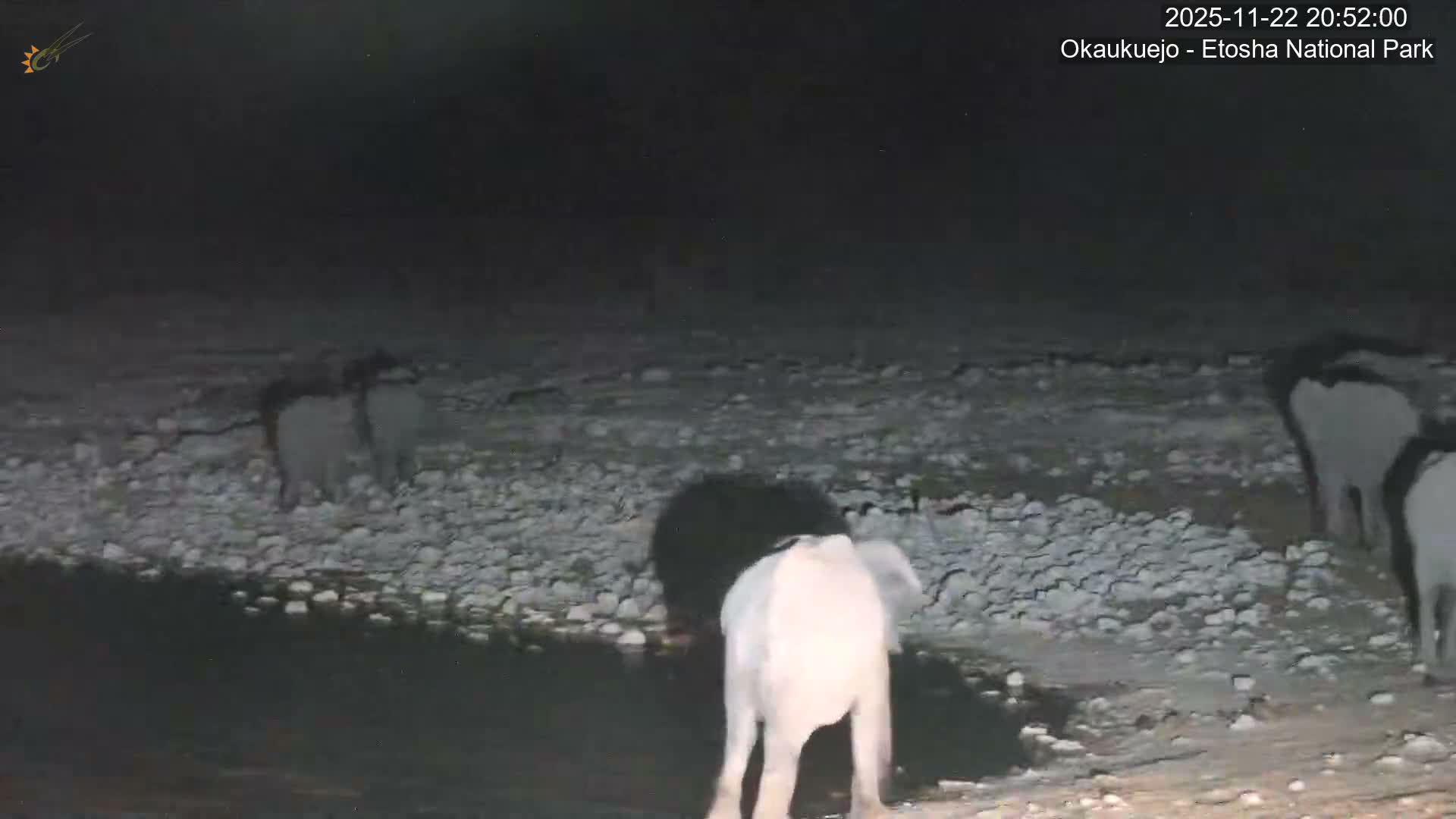 Wild Animal Life  in Okaukuejo Waterhole in Etosha National Park  -  Oshakati, Oshana, Namibia