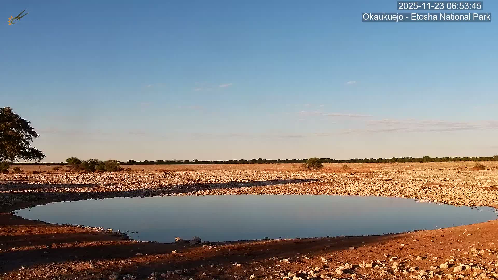 Wild Animal Life  in Okaukuejo Waterhole in Etosha National Park  -  Oshakati, Oshana, Namibia