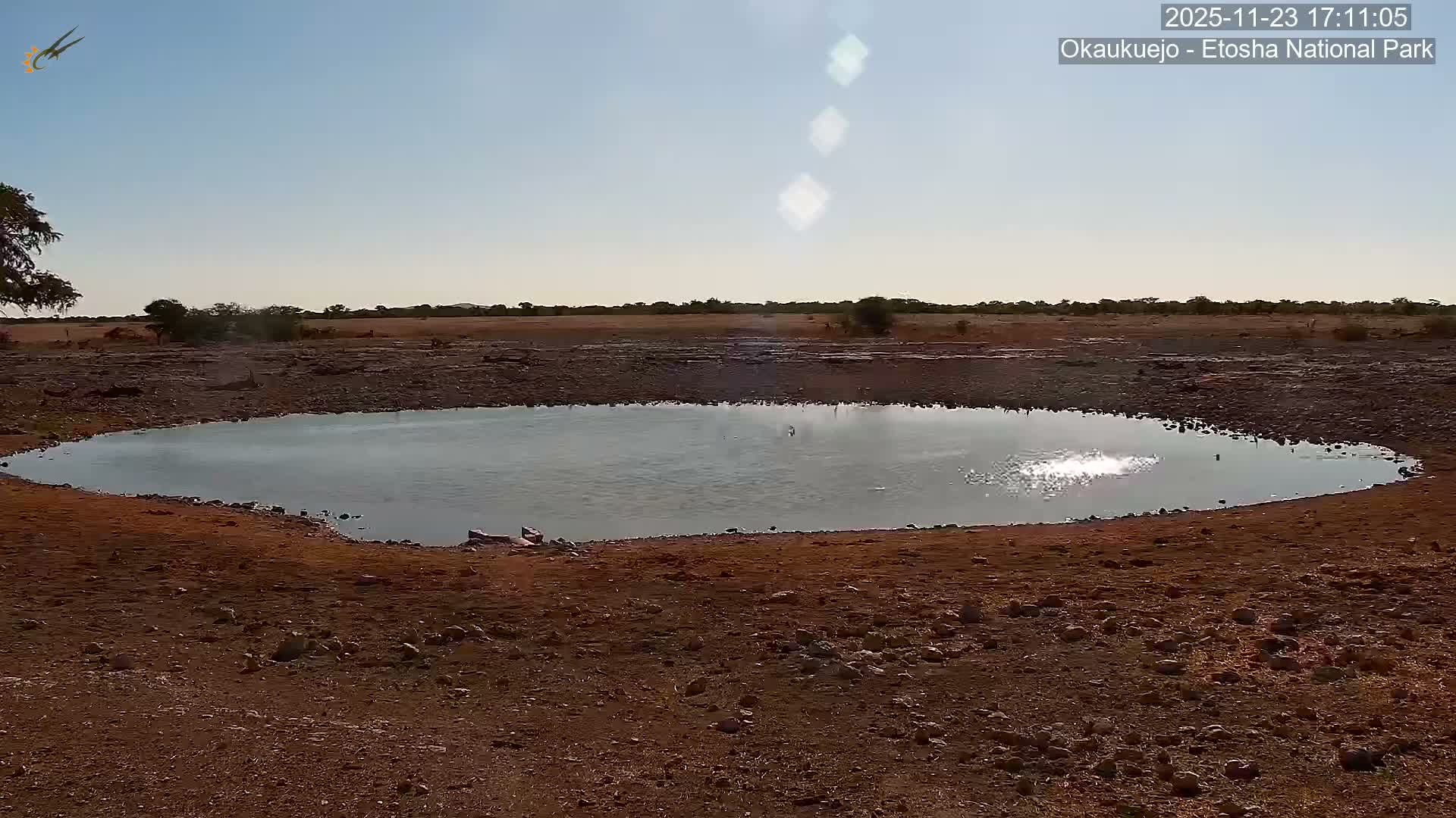 Wild Animal Life  in Okaukuejo Waterhole in Etosha National Park  -  Oshakati, Oshana, Namibia