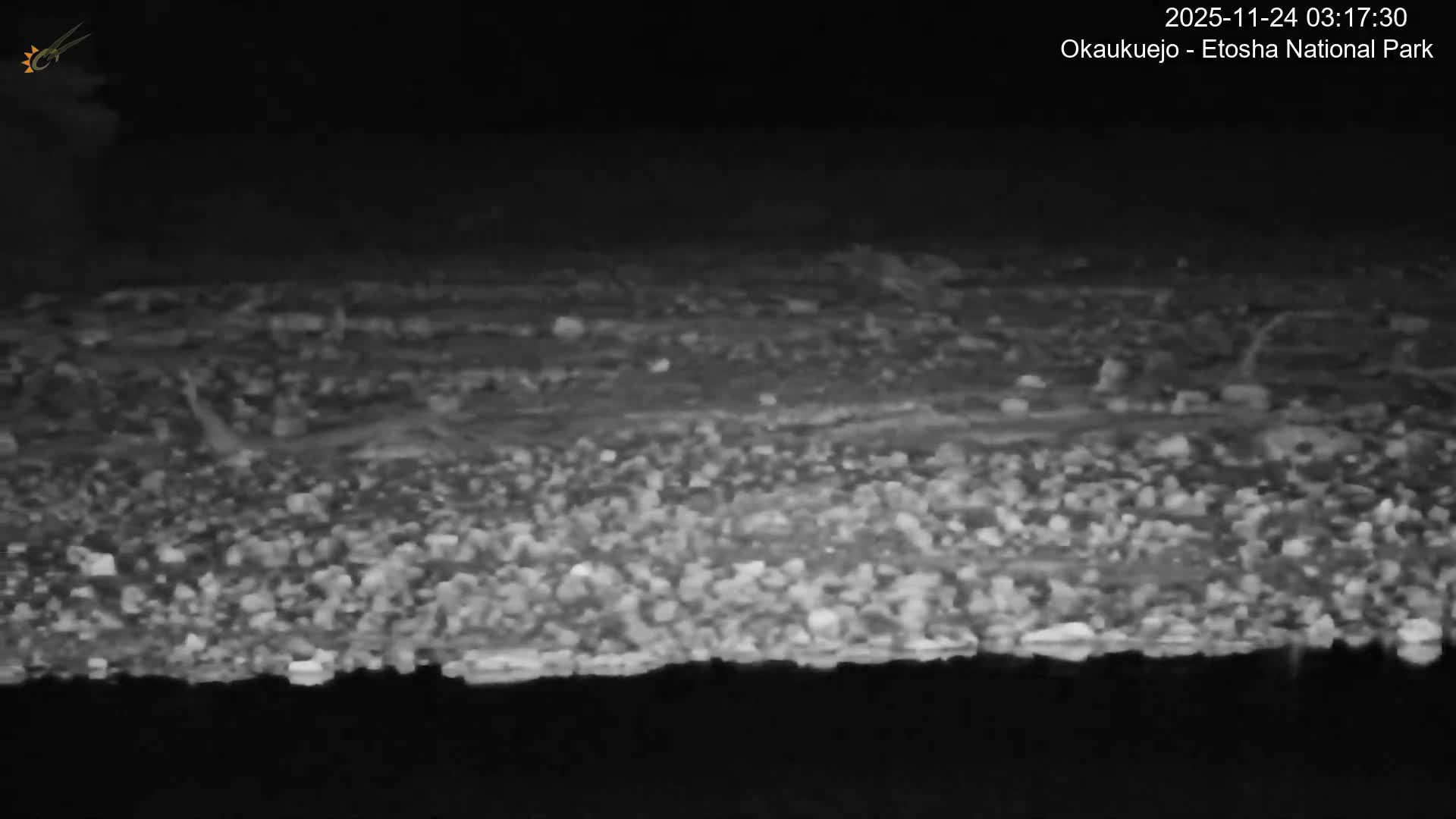 Wild Animal Life  in Okaukuejo Waterhole in Etosha National Park  -  Oshakati, Oshana, Namibia