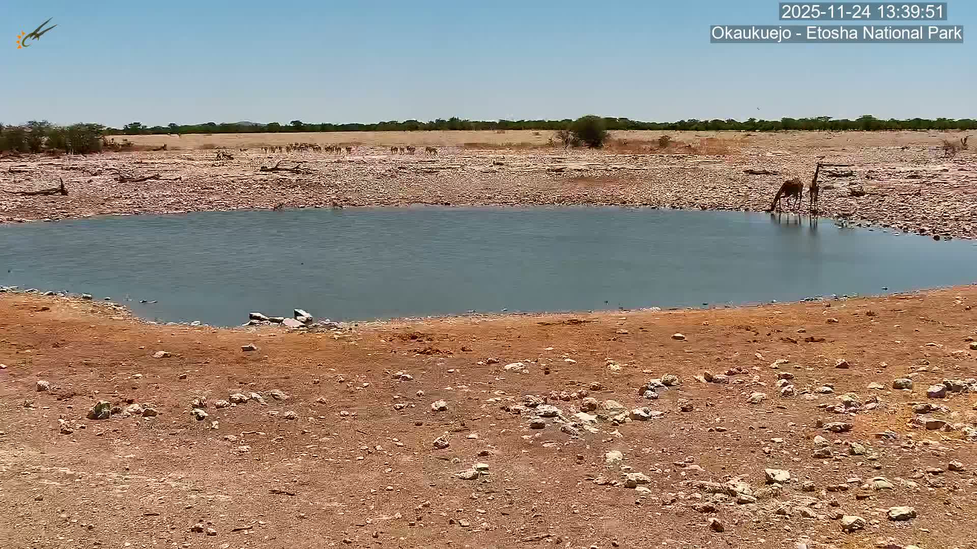 Wild Animal Life  in Okaukuejo Waterhole in Etosha National Park  -  Oshakati, Oshana, Namibia
