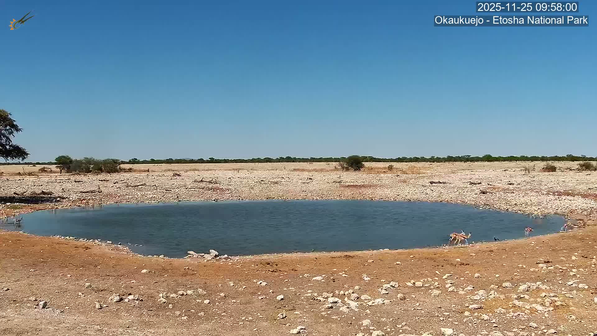 Wild Animal Life  in Okaukuejo Waterhole in Etosha National Park  -  Oshakati, Oshana, Namibia