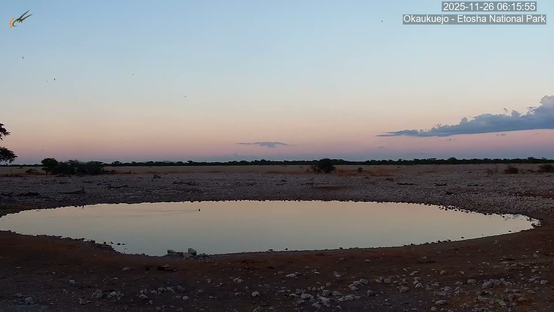 Wild Animal Life  in Okaukuejo Waterhole in Etosha National Park  -  Oshakati, Oshana, Namibia