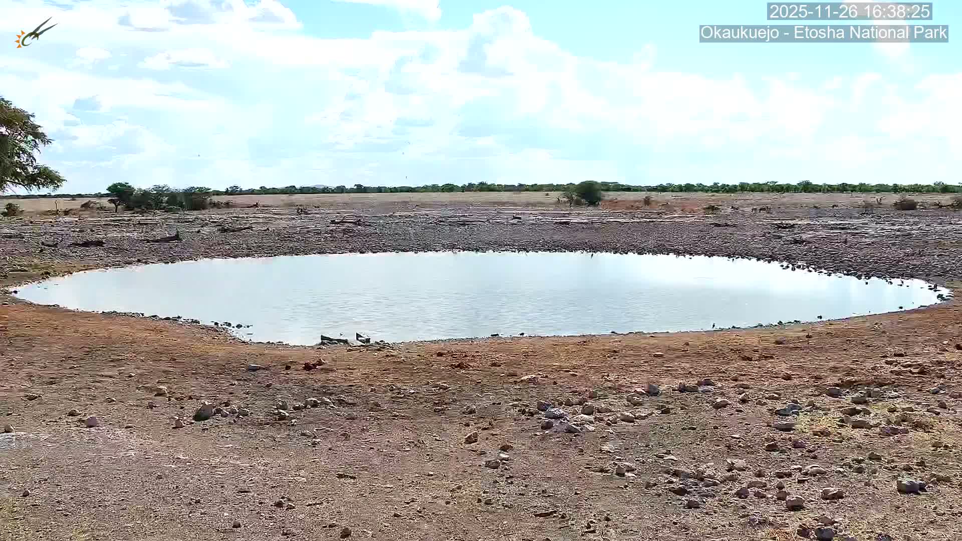 Wild Animal Life  in Okaukuejo Waterhole in Etosha National Park  -  Oshakati, Oshana, Namibia