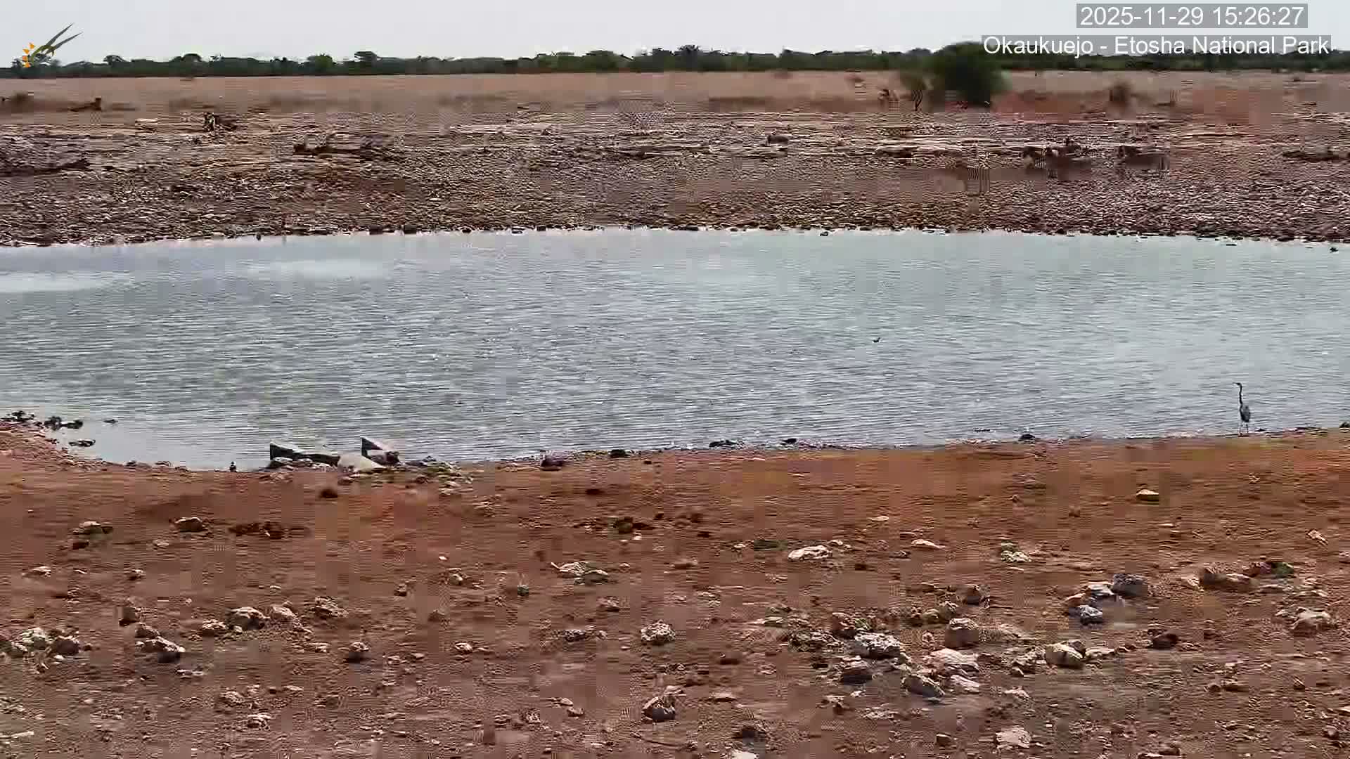 Wild Animal Life  in Okaukuejo Waterhole in Etosha National Park  -  Oshakati, Oshana, Namibia