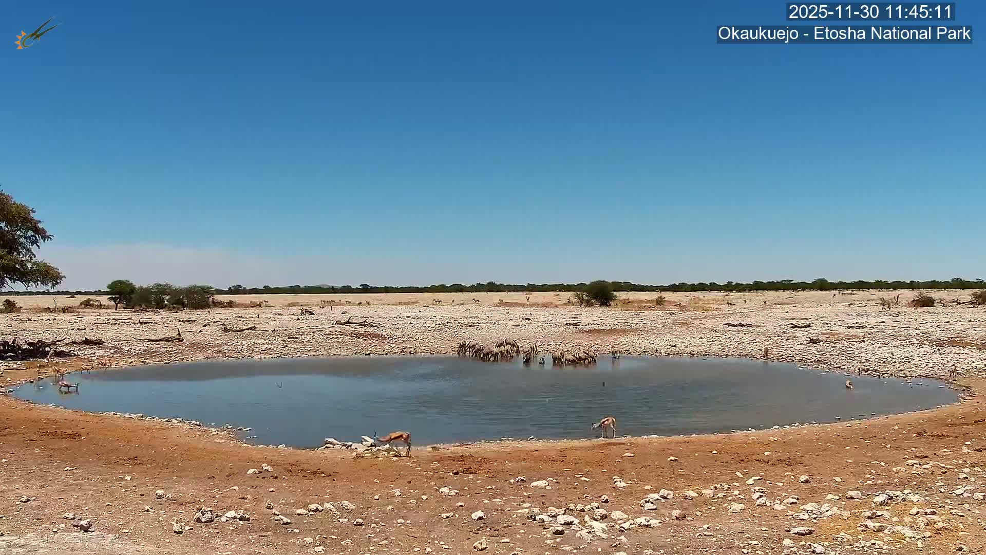 Numerous antelopes and a large herd of other animals gather to drink from a central waterhole in a sun-drenched, rocky arid landscape under a clear blue sky.