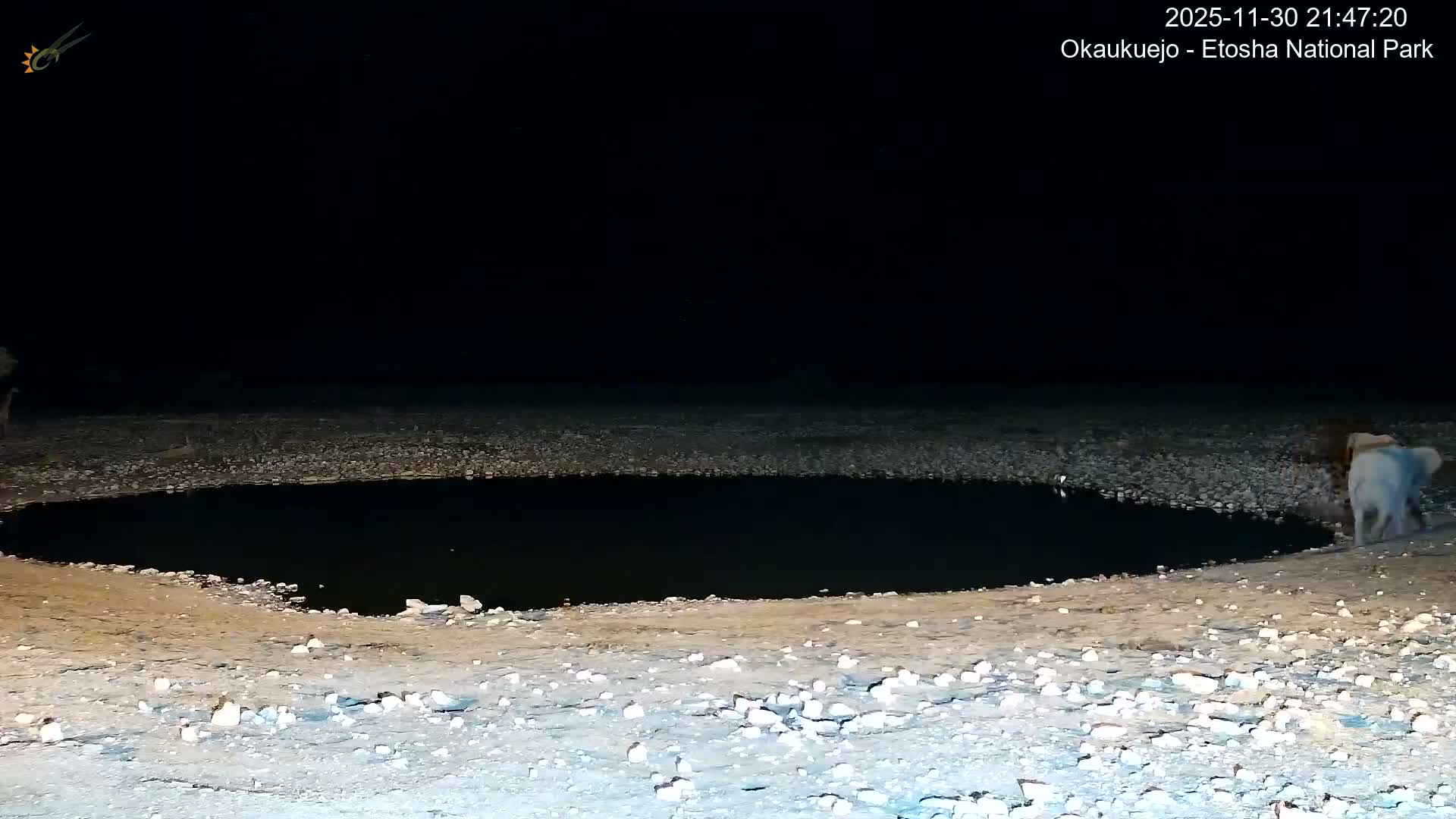Wild Animal Life  in Okaukuejo Waterhole in Etosha National Park  -  Oshakati, Oshana, Namibia