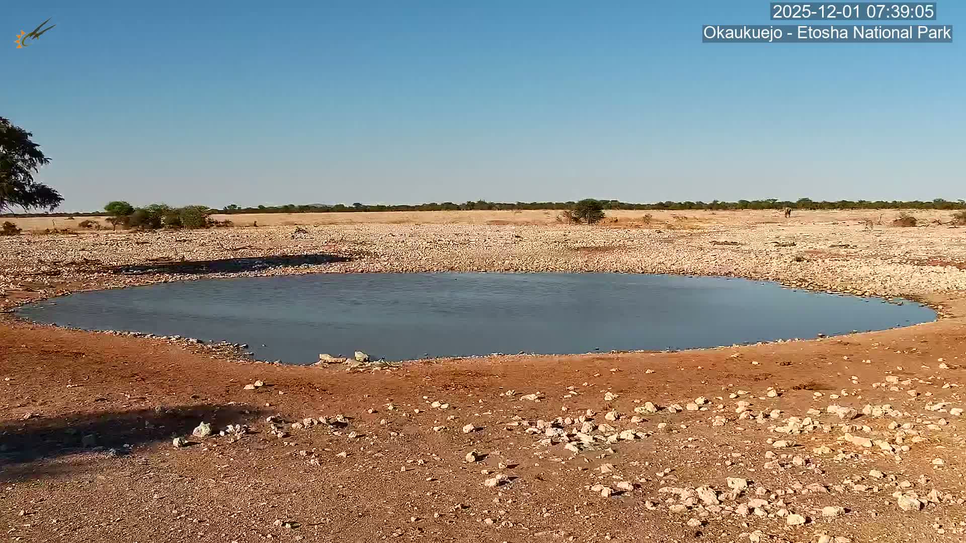 Wild Animal Life  in Okaukuejo Waterhole in Etosha National Park  -  Oshakati, Oshana, Namibia
