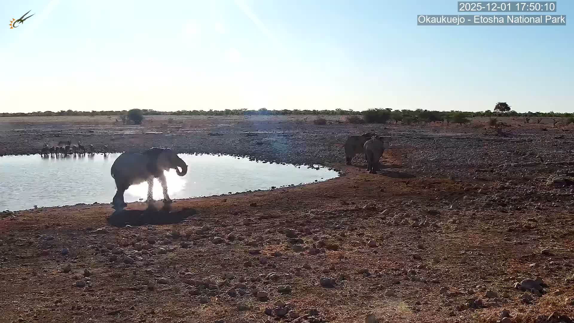 Wild Animal Life  in Okaukuejo Waterhole in Etosha National Park  -  Oshakati, Oshana, Namibia