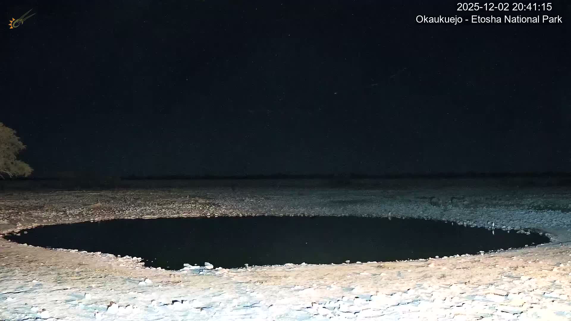 Wild Animal Life  in Okaukuejo Waterhole in Etosha National Park  -  Oshakati, Oshana, Namibia