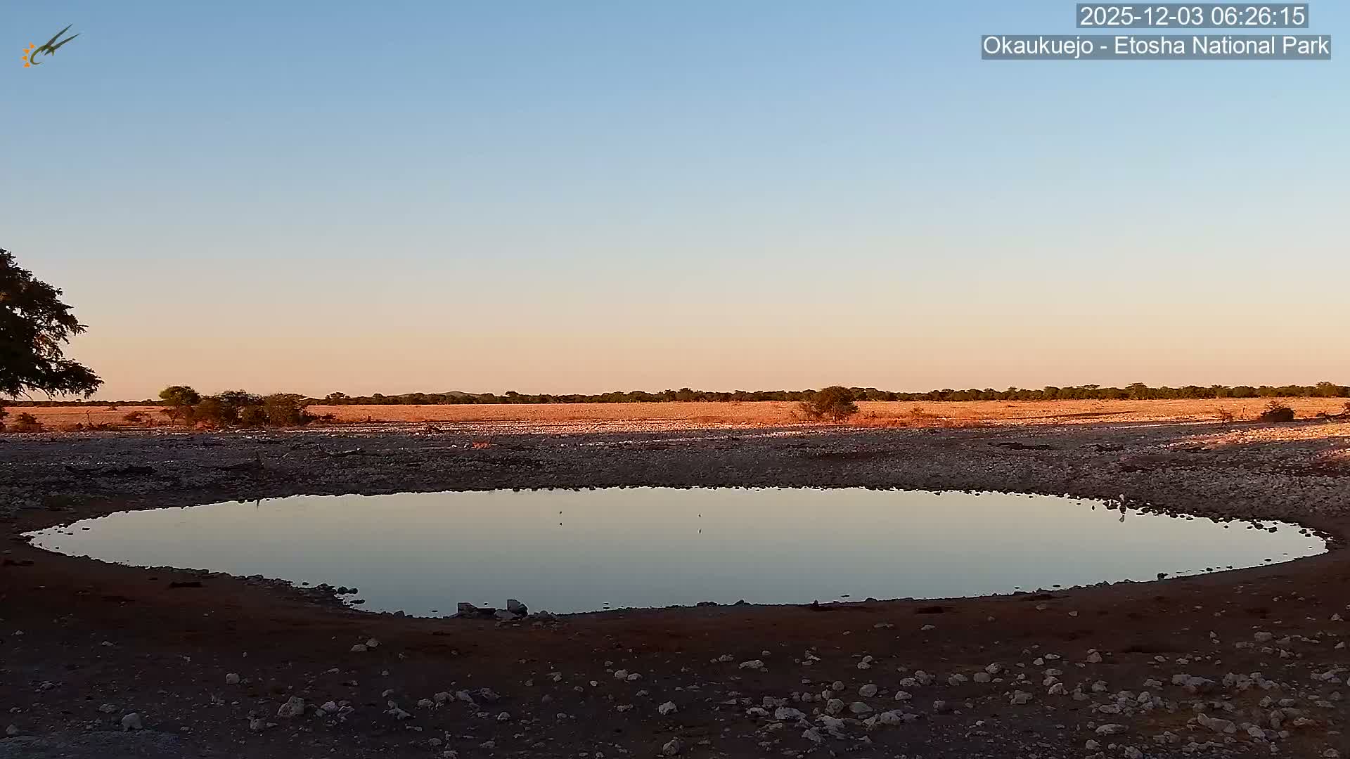Wild Animal Life  in Okaukuejo Waterhole in Etosha National Park  -  Oshakati, Oshana, Namibia