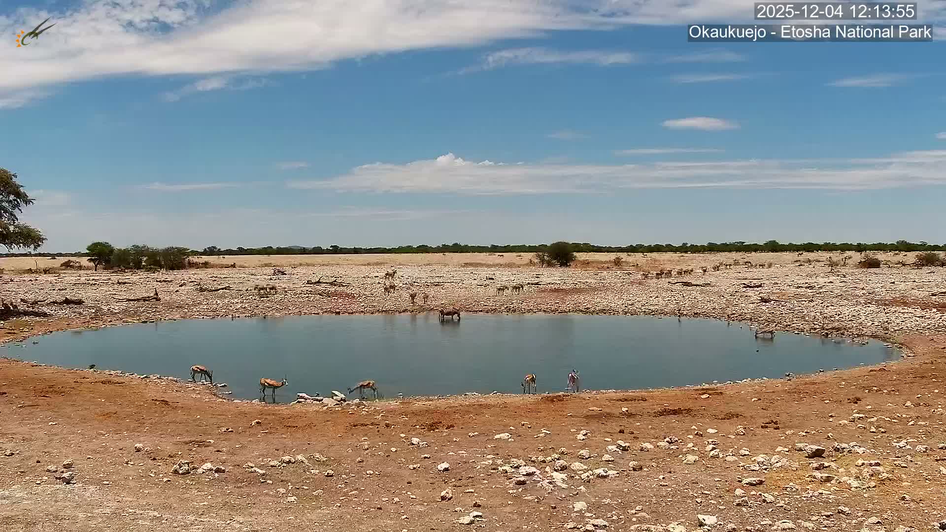 On a bright, sunny day with scattered clouds, numerous zebras and several oryx gather around a watering hole in a vast, arid, rocky plain.