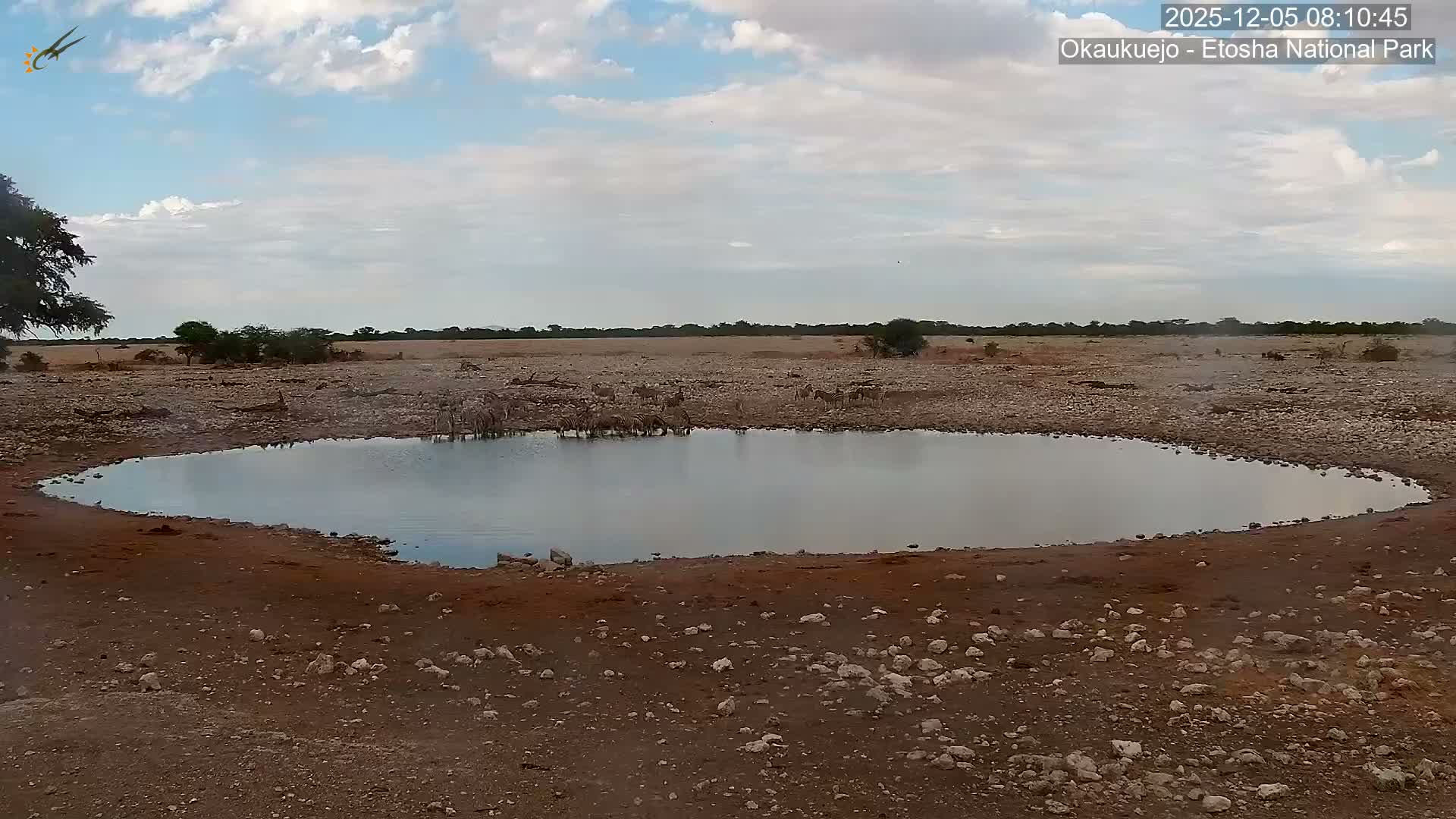 Numerous zebras gather around a natural waterhole in a vast, arid, and rocky landscape under a partly cloudy sky.