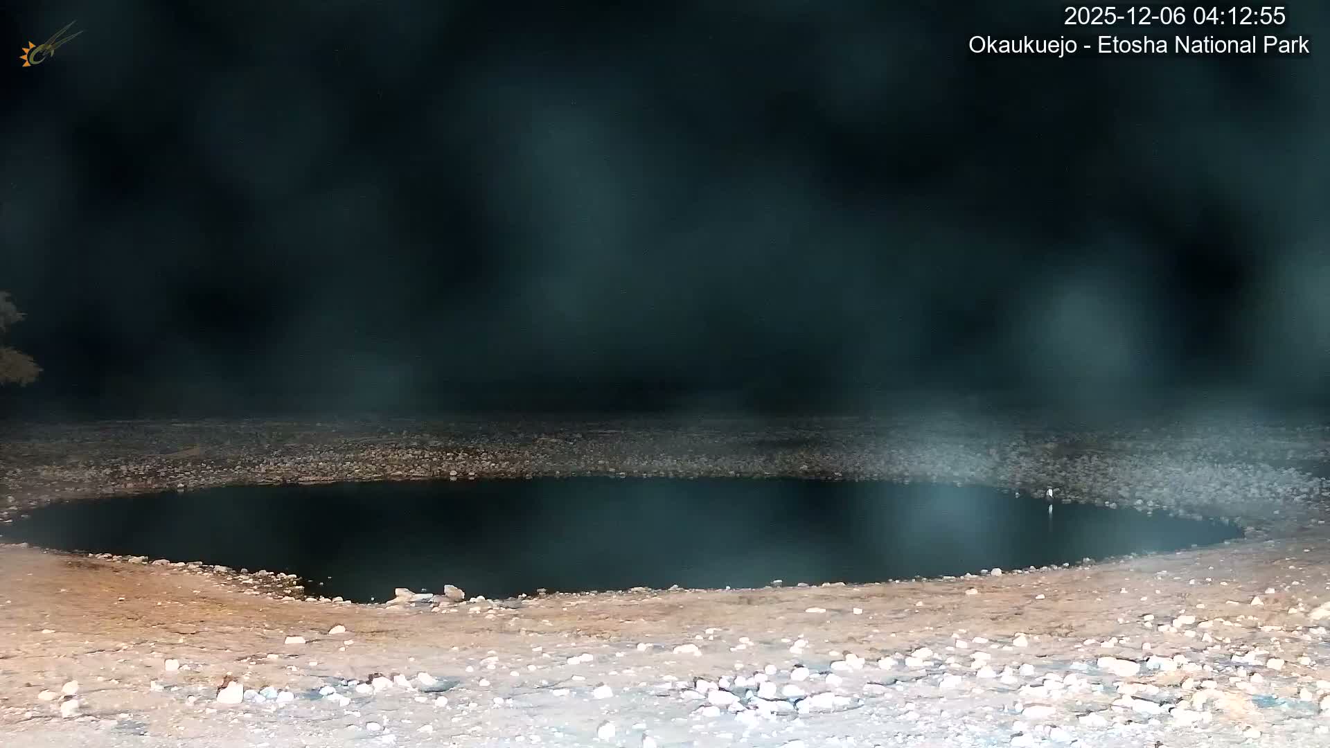 Wild Animal Life  in Okaukuejo Waterhole in Etosha National Park  -  Oshakati, Oshana, Namibia
