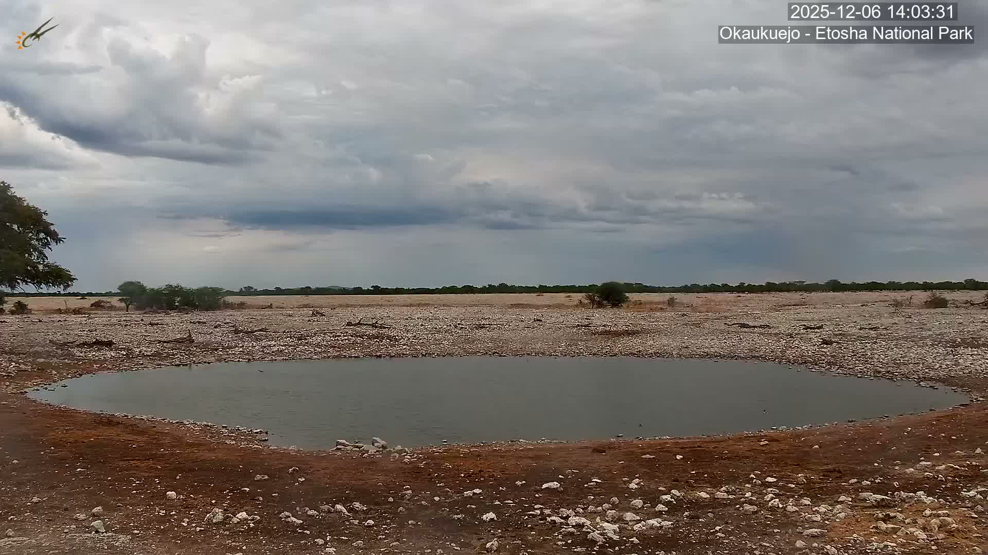 Wild Animal Life  in Okaukuejo Waterhole in Etosha National Park  -  Oshakati, Oshana, Namibia