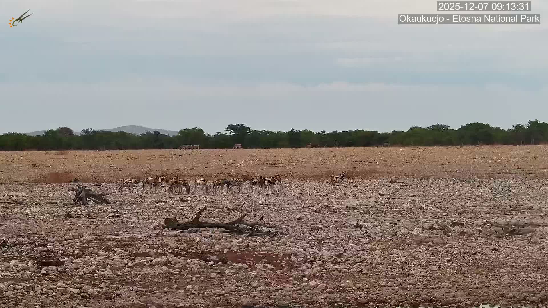 Wild Animal Life  in Okaukuejo Waterhole in Etosha National Park  -  Oshakati, Oshana, Namibia