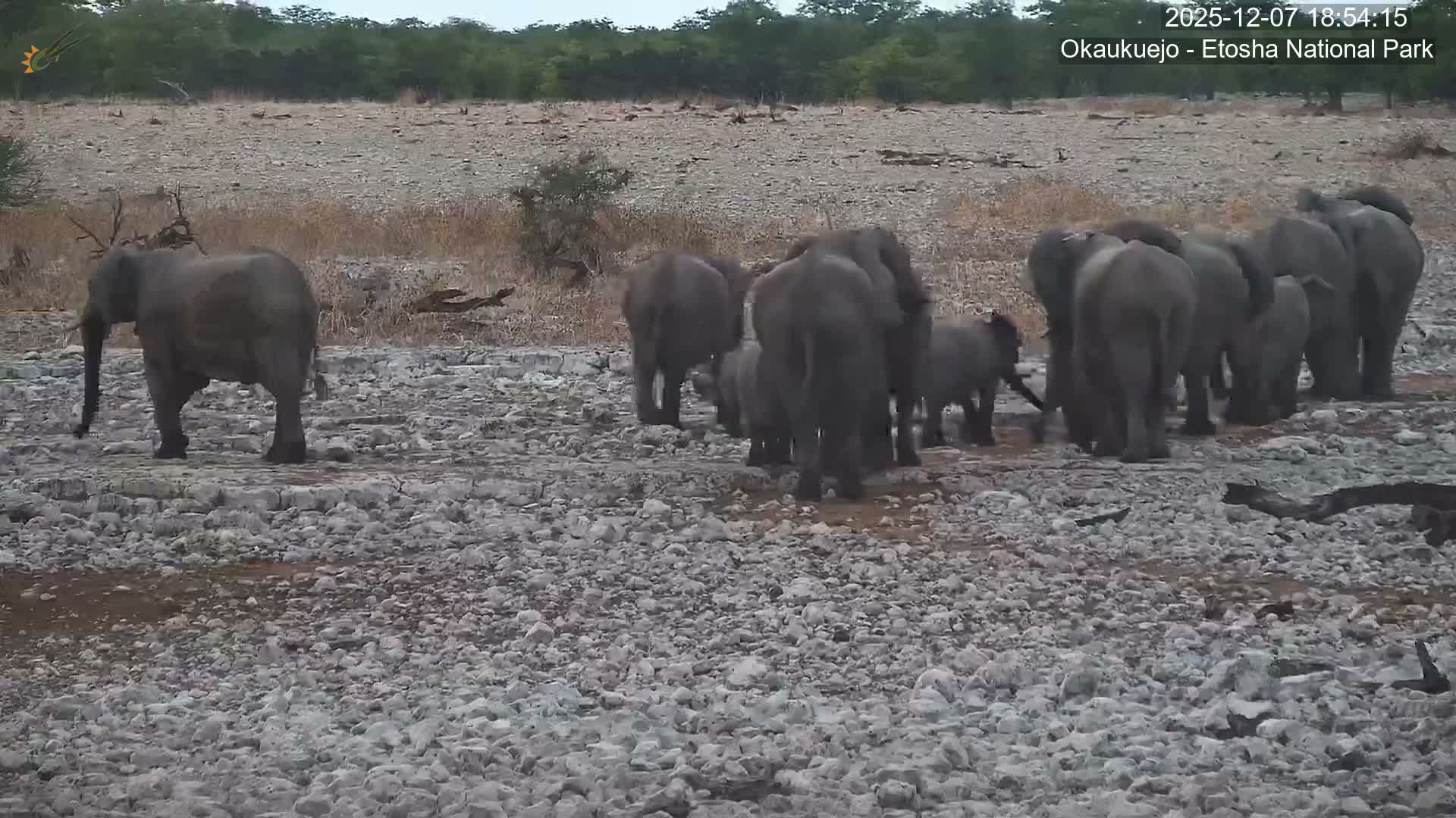 Wild Animal Life  in Okaukuejo Waterhole in Etosha National Park  -  Oshakati, Oshana, Namibia