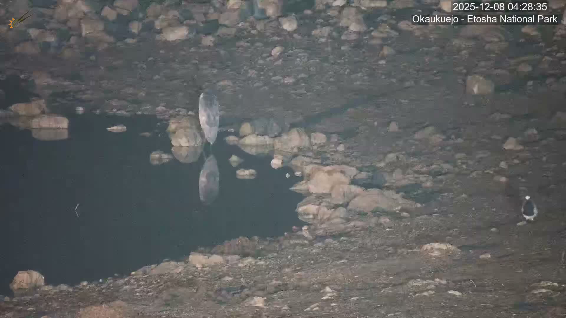 Wild Animal Life  in Okaukuejo Waterhole in Etosha National Park  -  Oshakati, Oshana, Namibia