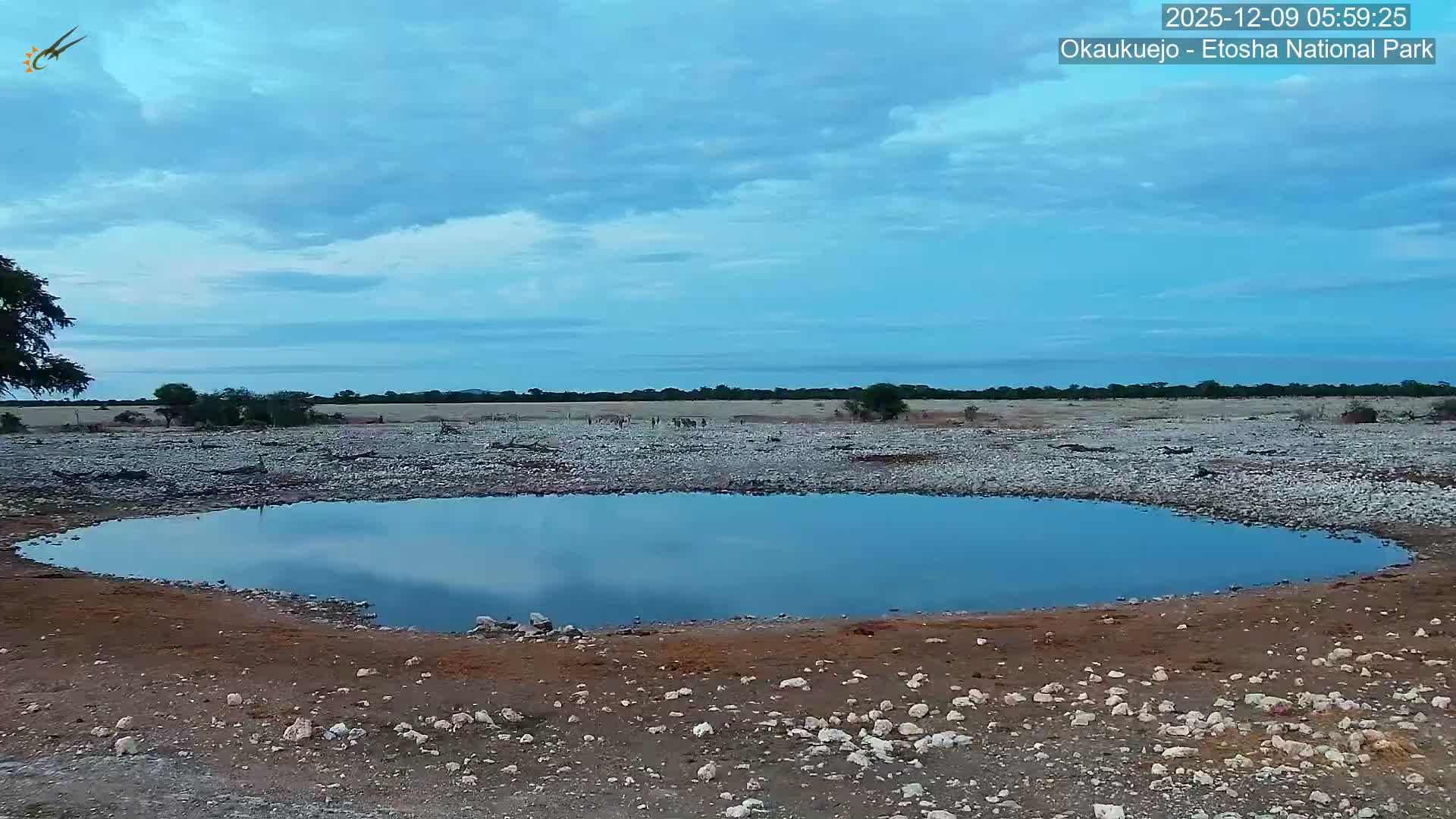 Wild Animal Life  in Okaukuejo Waterhole in Etosha National Park  -  Oshakati, Oshana, Namibia