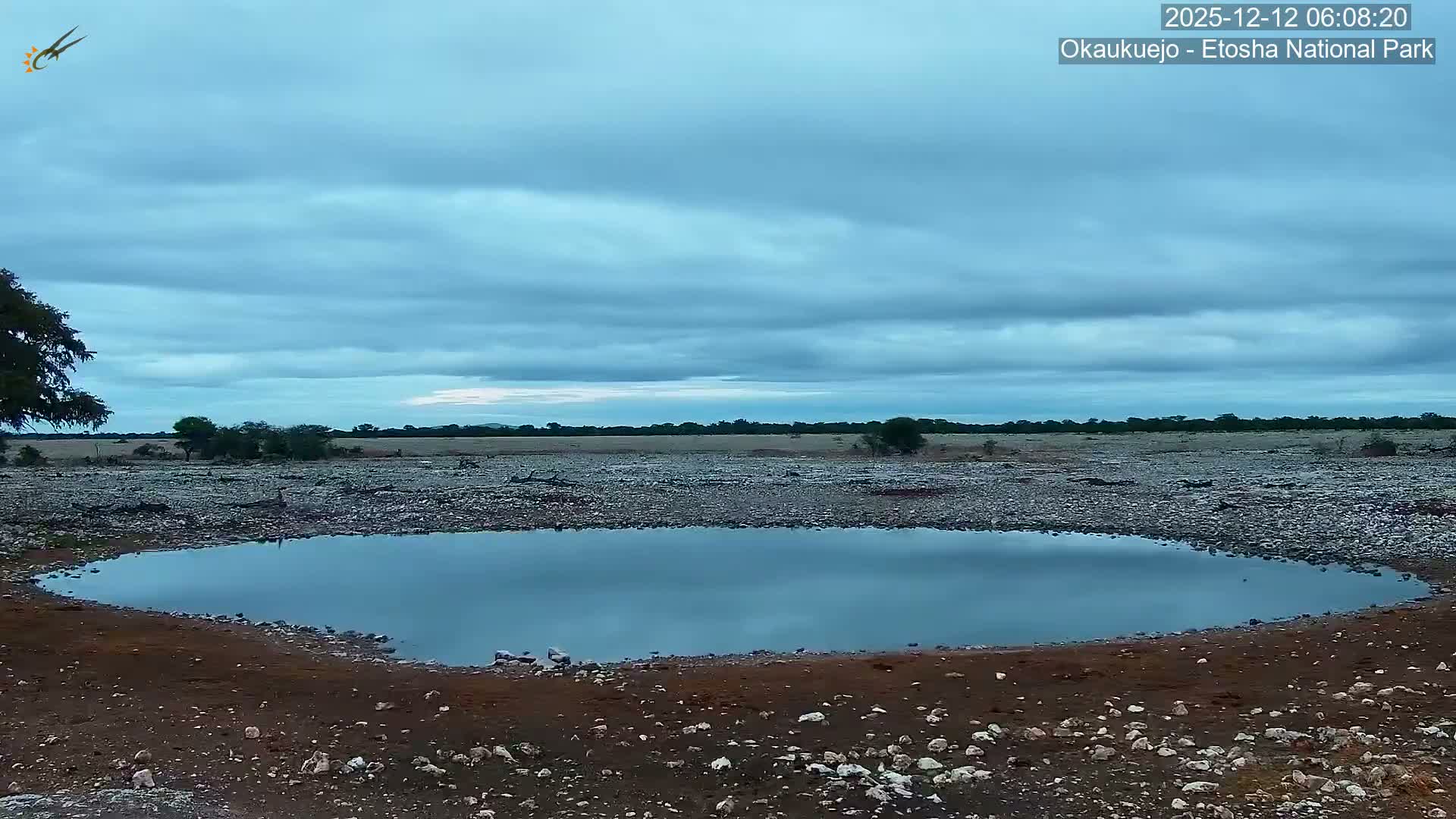 Wild Animal Life  in Okaukuejo Waterhole in Etosha National Park  -  Oshakati, Oshana, Namibia