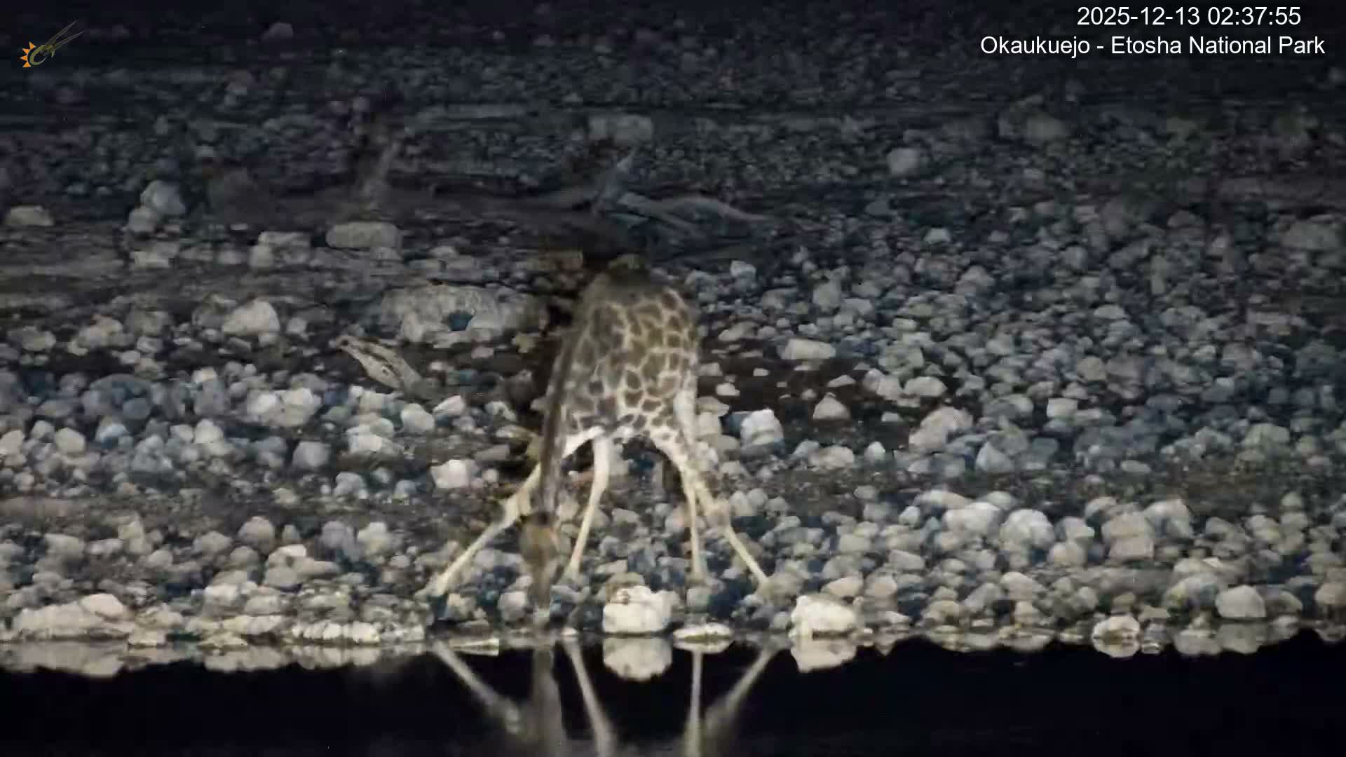 Wild Animal Life  in Okaukuejo Waterhole in Etosha National Park  -  Oshakati, Oshana, Namibia
