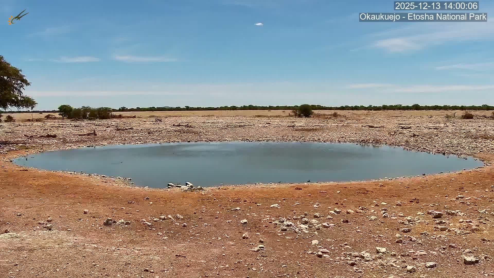 Wild Animal Life  in Okaukuejo Waterhole in Etosha National Park  -  Oshakati, Oshana, Namibia