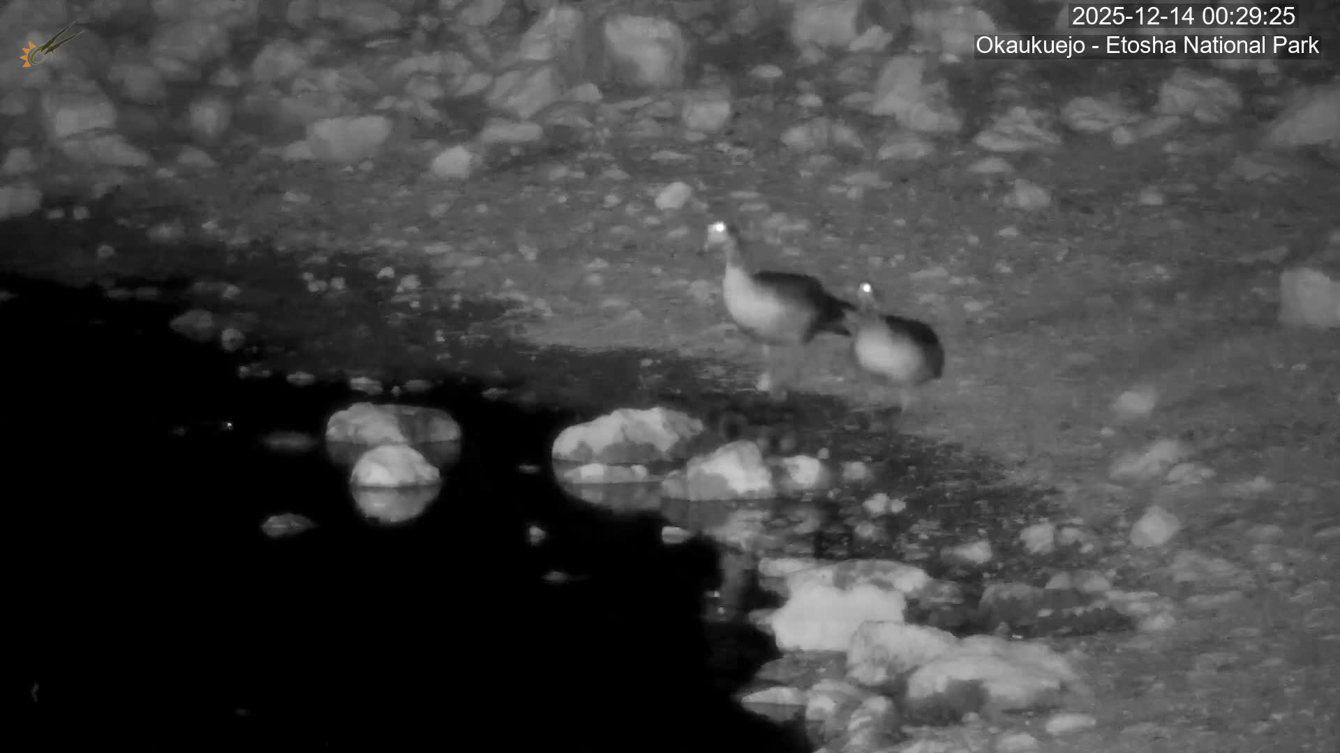 Wild Animal Life  in Okaukuejo Waterhole in Etosha National Park  -  Oshakati, Oshana, Namibia
