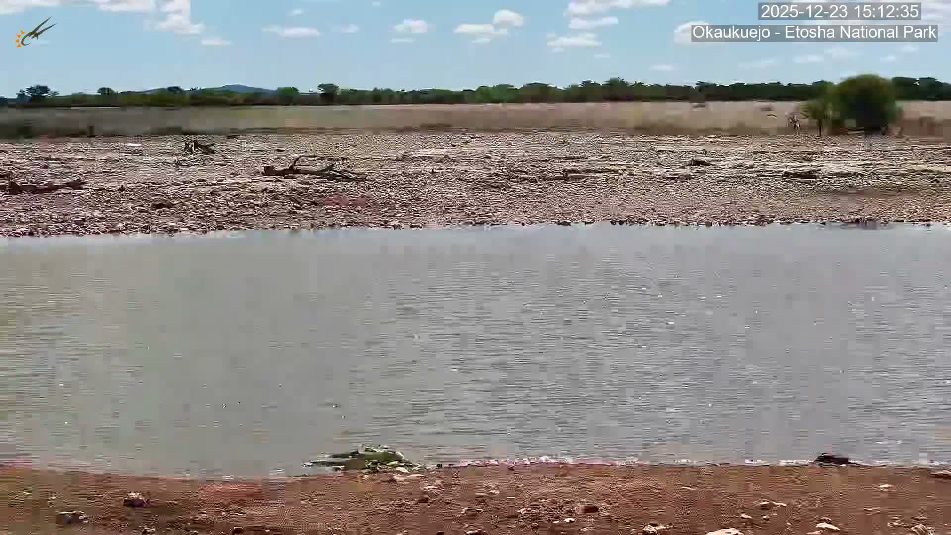 Wild Animal Life  in Okaukuejo Waterhole in Etosha National Park  -  Oshakati, Oshana, Namibia