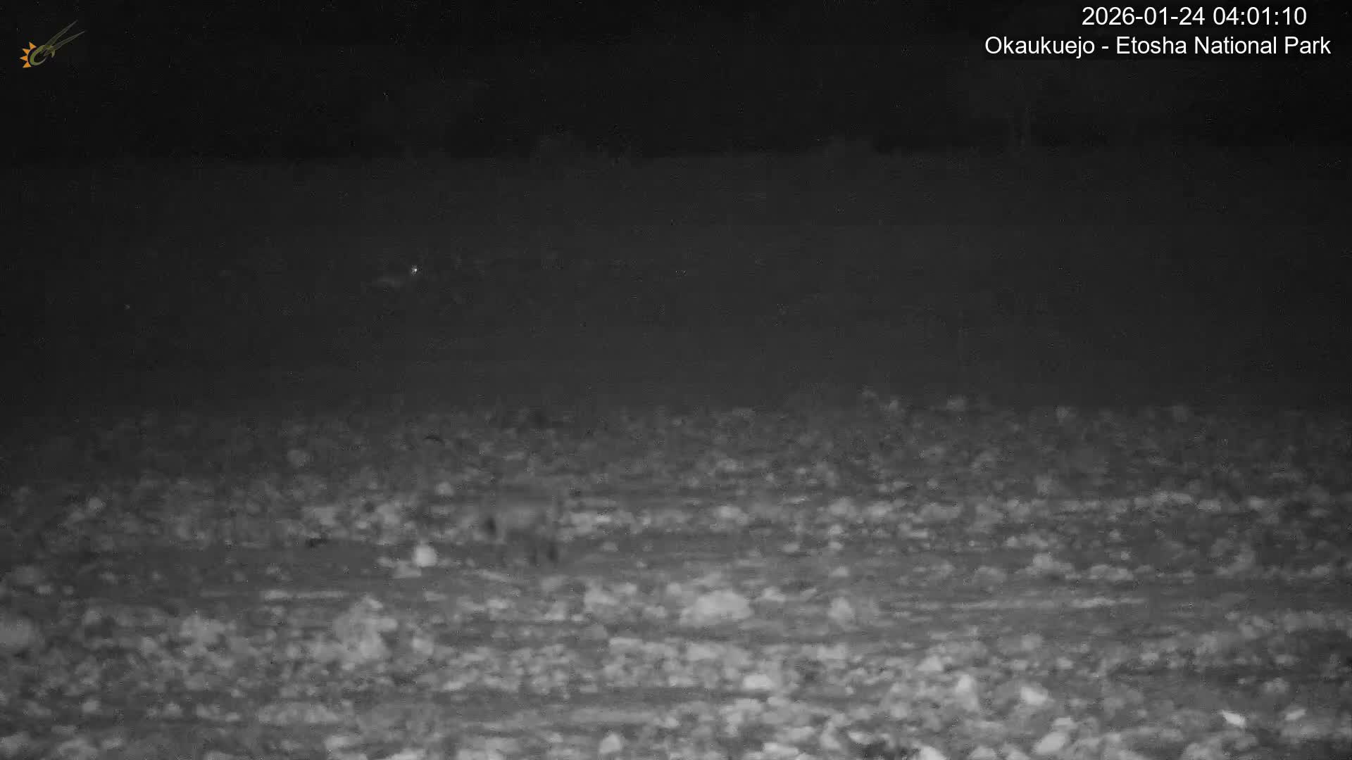 Wild Animal Life  in Okaukuejo Waterhole in Etosha National Park  -  Oshakati, Oshana, Namibia