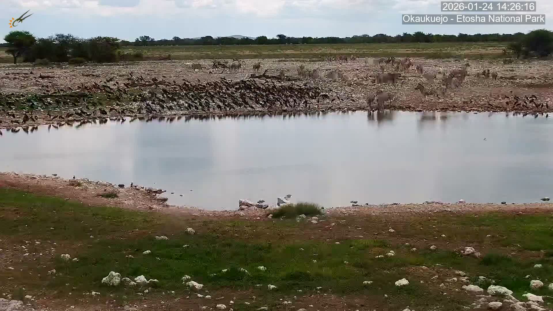 Wild Animal Life  in Okaukuejo Waterhole in Etosha National Park  -  Oshakati, Oshana, Namibia