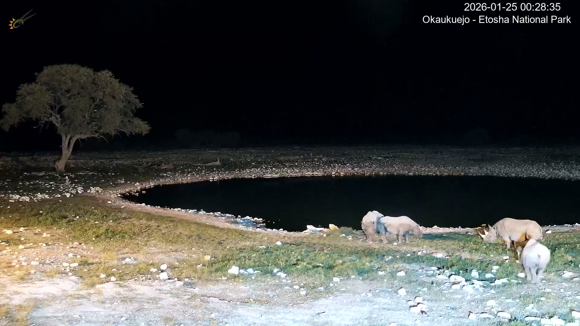 Wild Animal Life  in Okaukuejo Waterhole in Etosha National Park  -  Oshakati, Oshana, Namibia