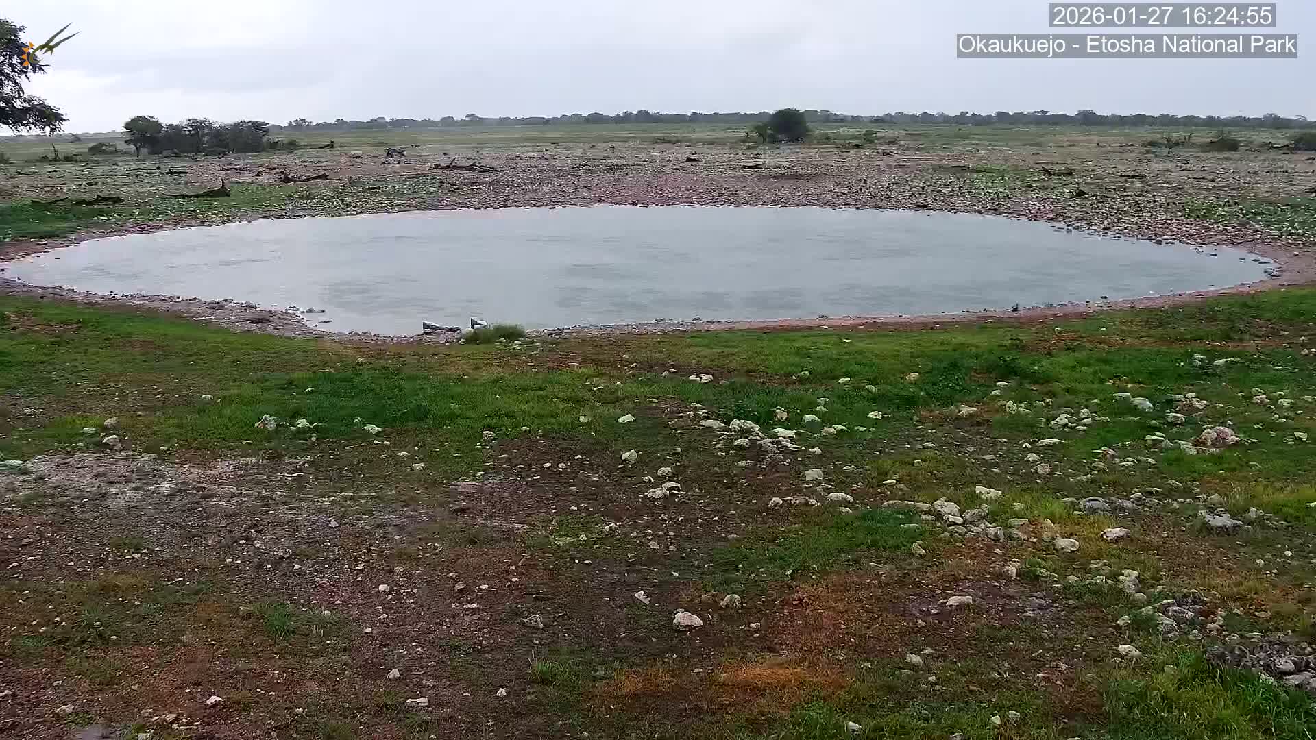 Wild Animal Life  in Okaukuejo Waterhole in Etosha National Park  -  Oshakati, Oshana, Namibia