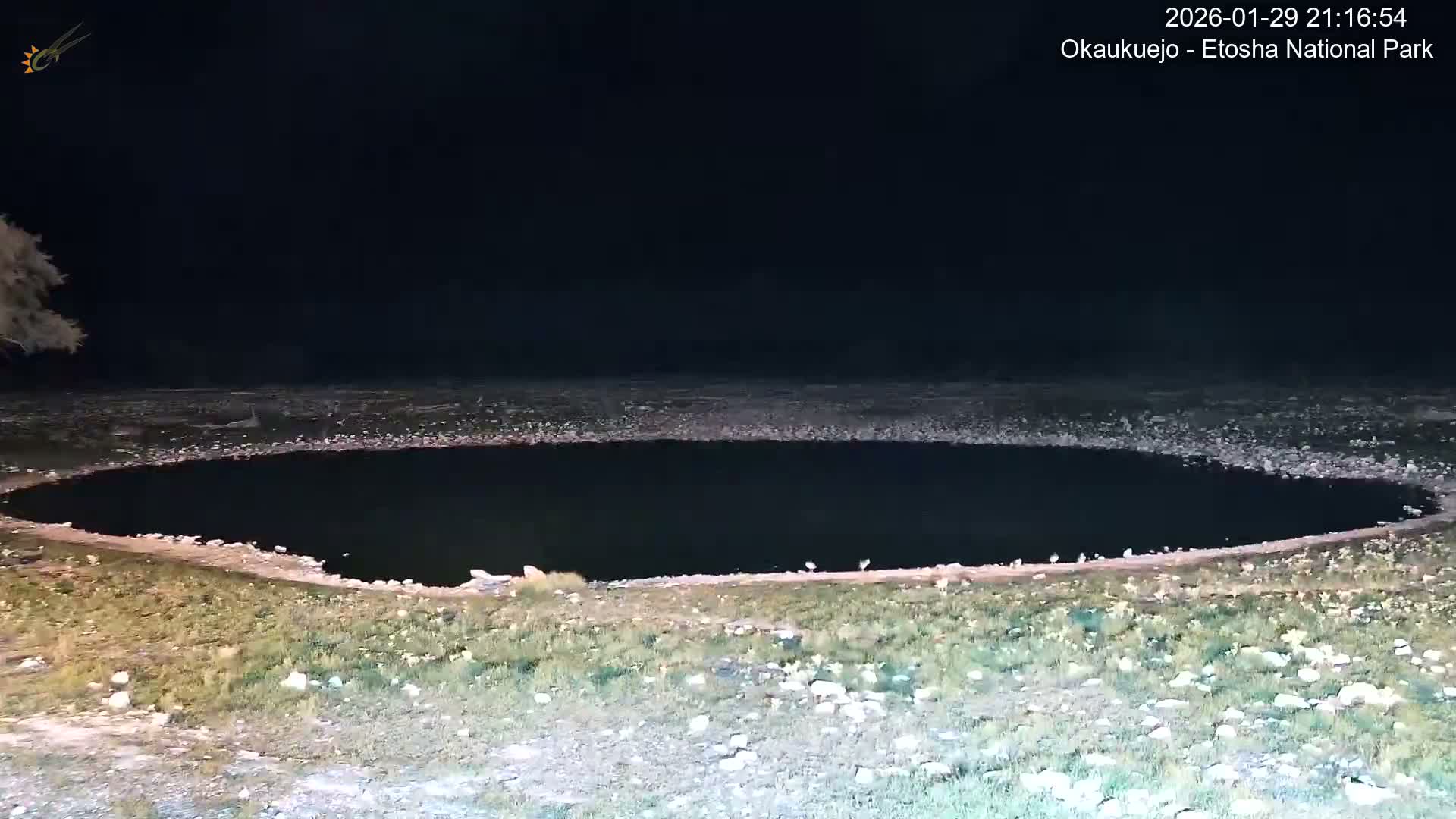 Wild Animal Life  in Okaukuejo Waterhole in Etosha National Park  -  Oshakati, Oshana, Namibia