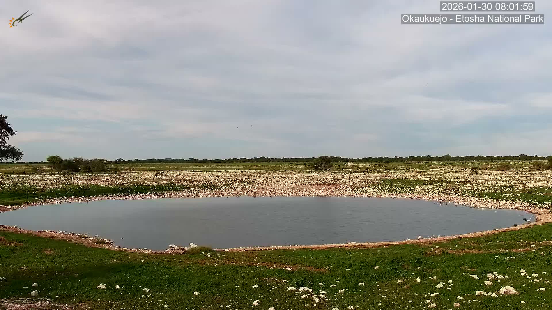 Wild Animal Life  in Okaukuejo Waterhole in Etosha National Park  -  Oshakati, Oshana, Namibia