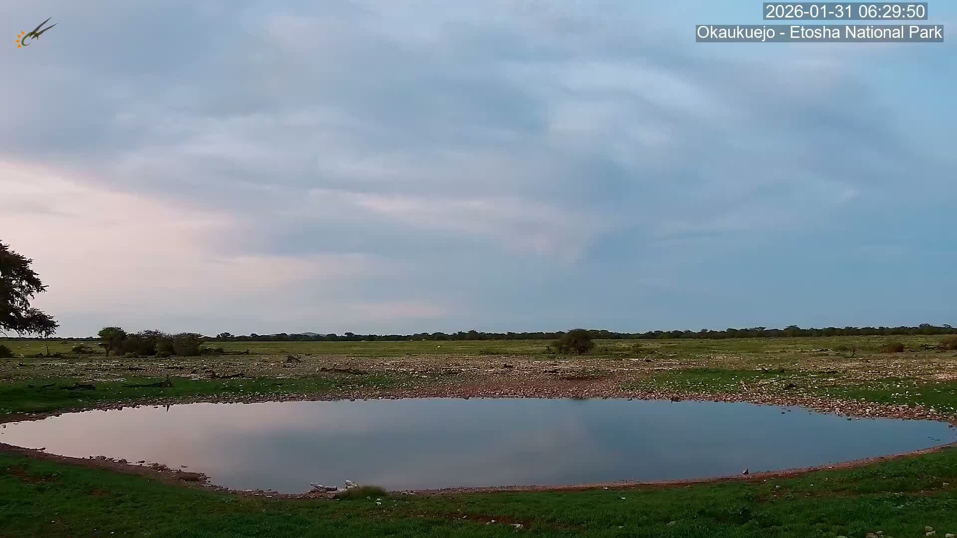 Wild Animal Life  in Okaukuejo Waterhole in Etosha National Park  -  Oshakati, Oshana, Namibia