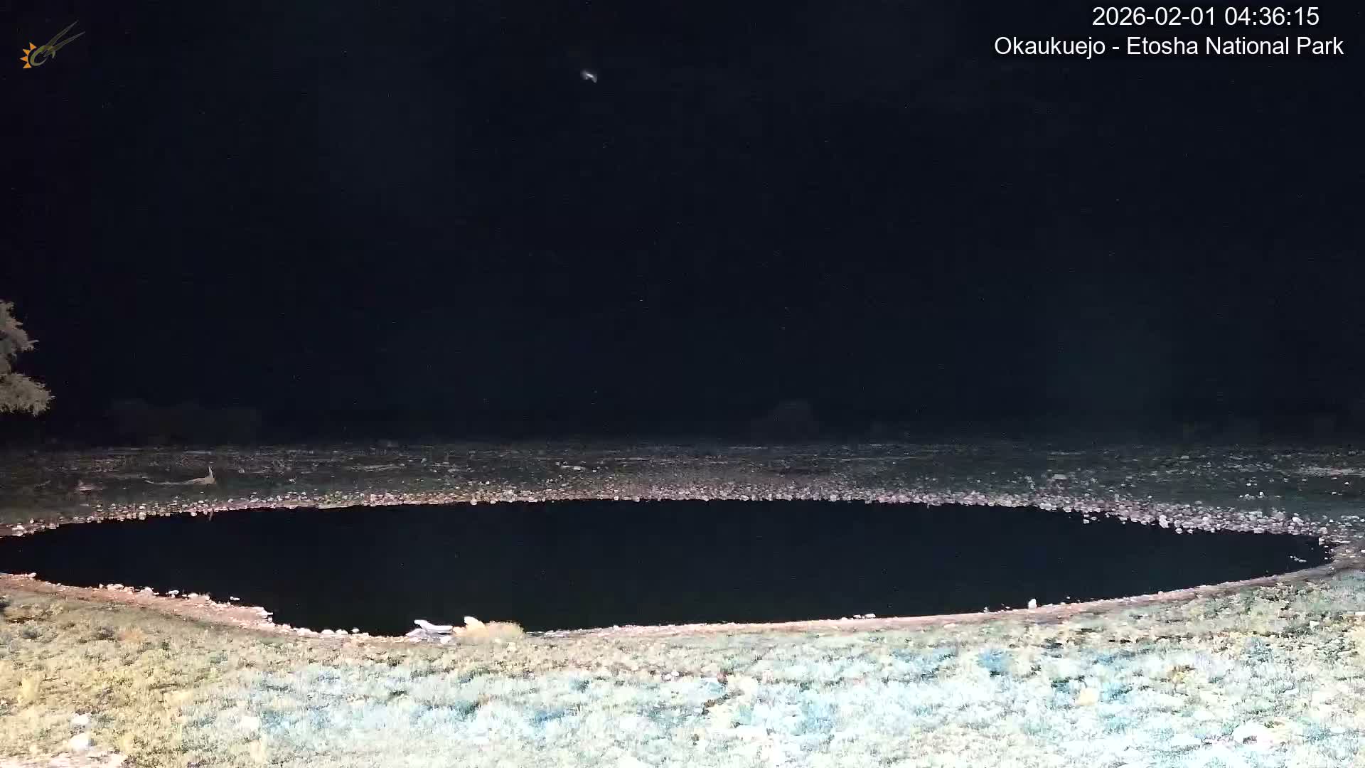 Wild Animal Life  in Okaukuejo Waterhole in Etosha National Park  -  Oshakati, Oshana, Namibia