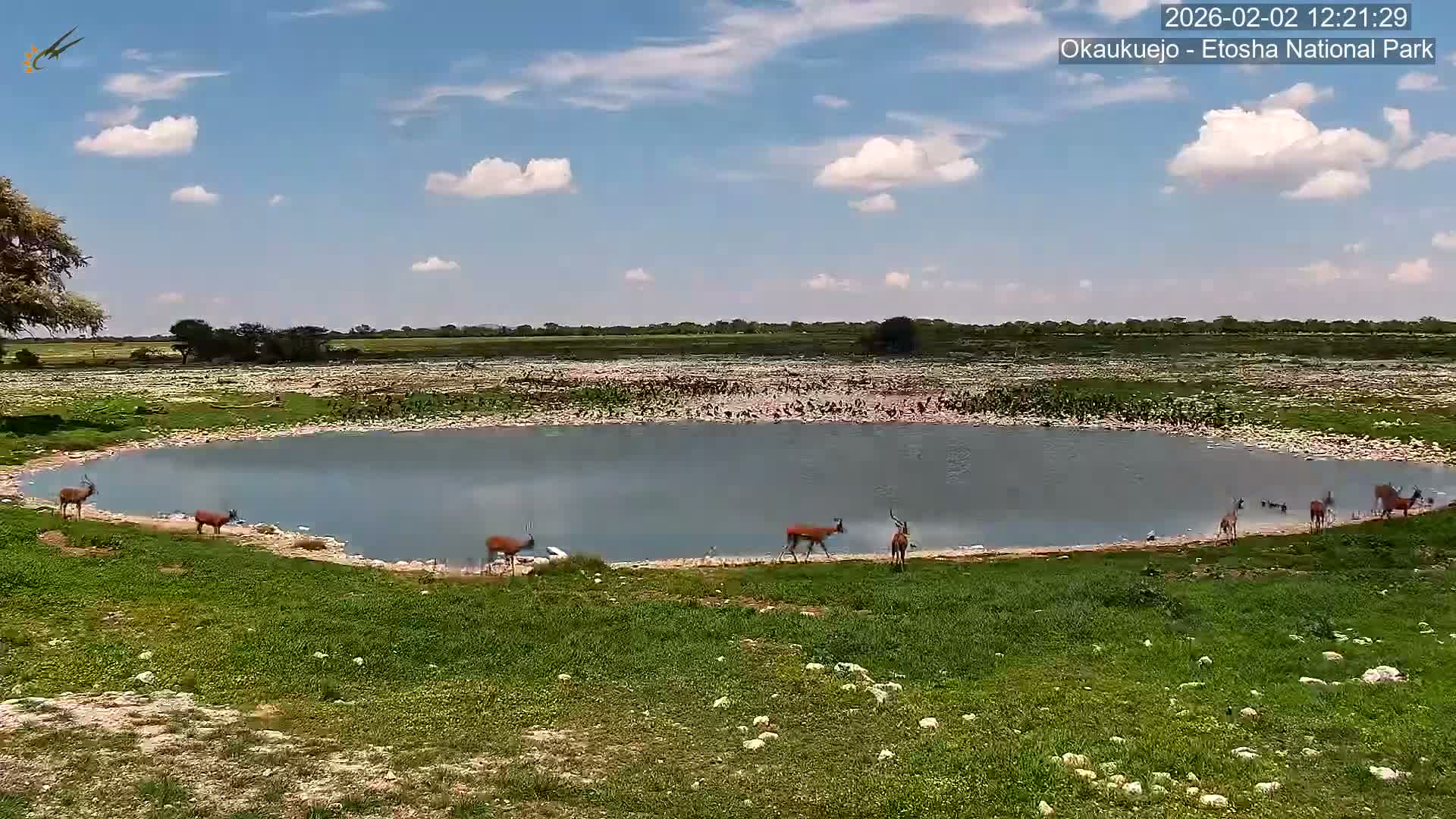 Wild Animal Life  in Okaukuejo Waterhole in Etosha National Park  -  Oshakati, Oshana, Namibia
