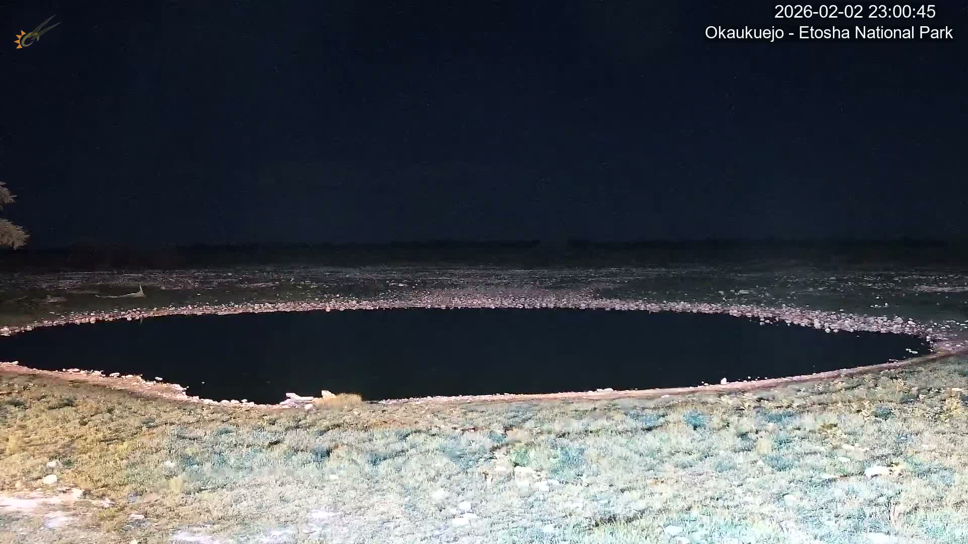 Wild Animal Life  in Okaukuejo Waterhole in Etosha National Park  -  Oshakati, Oshana, Namibia