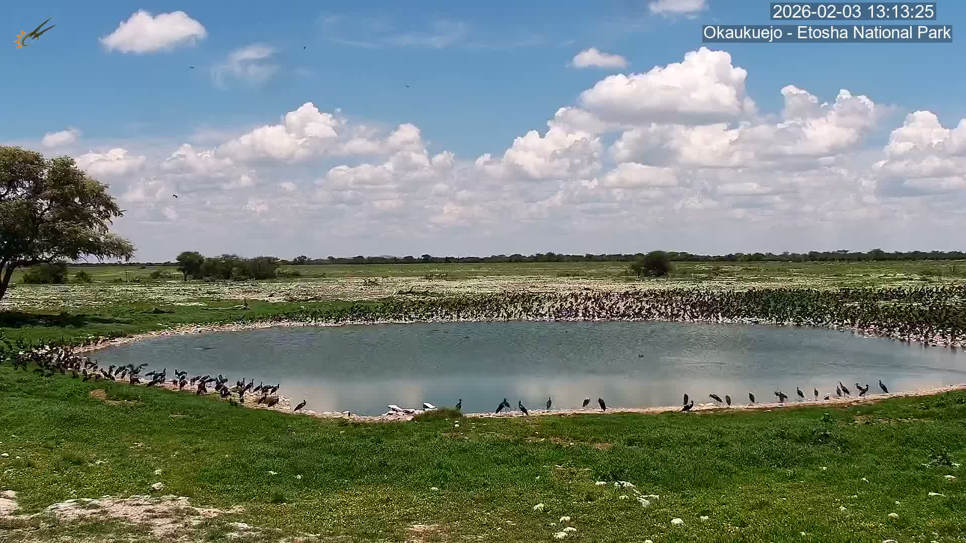 Wild Animal Life  in Okaukuejo Waterhole in Etosha National Park  -  Oshakati, Oshana, Namibia