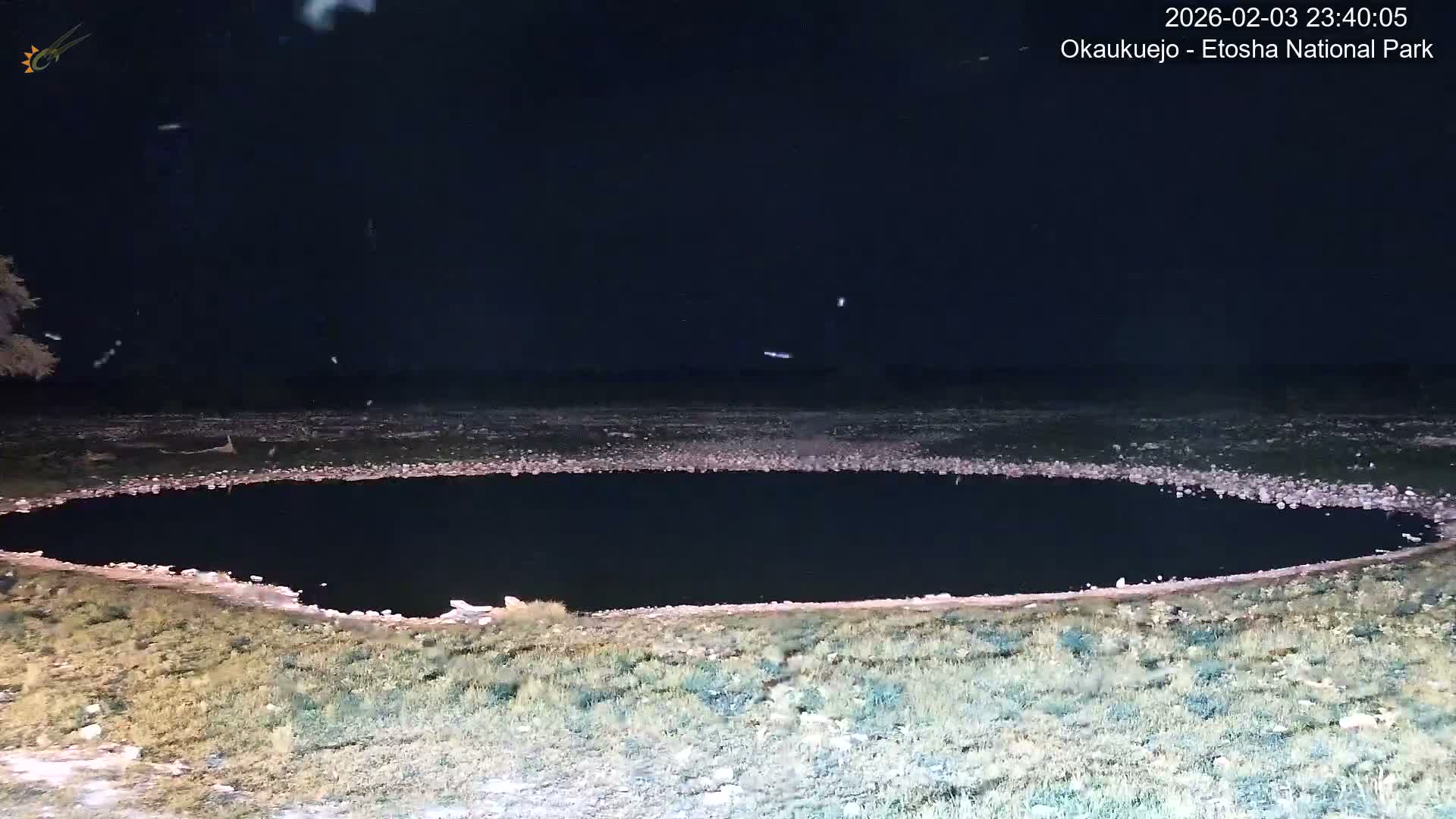 Wild Animal Life  in Okaukuejo Waterhole in Etosha National Park  -  Oshakati, Oshana, Namibia