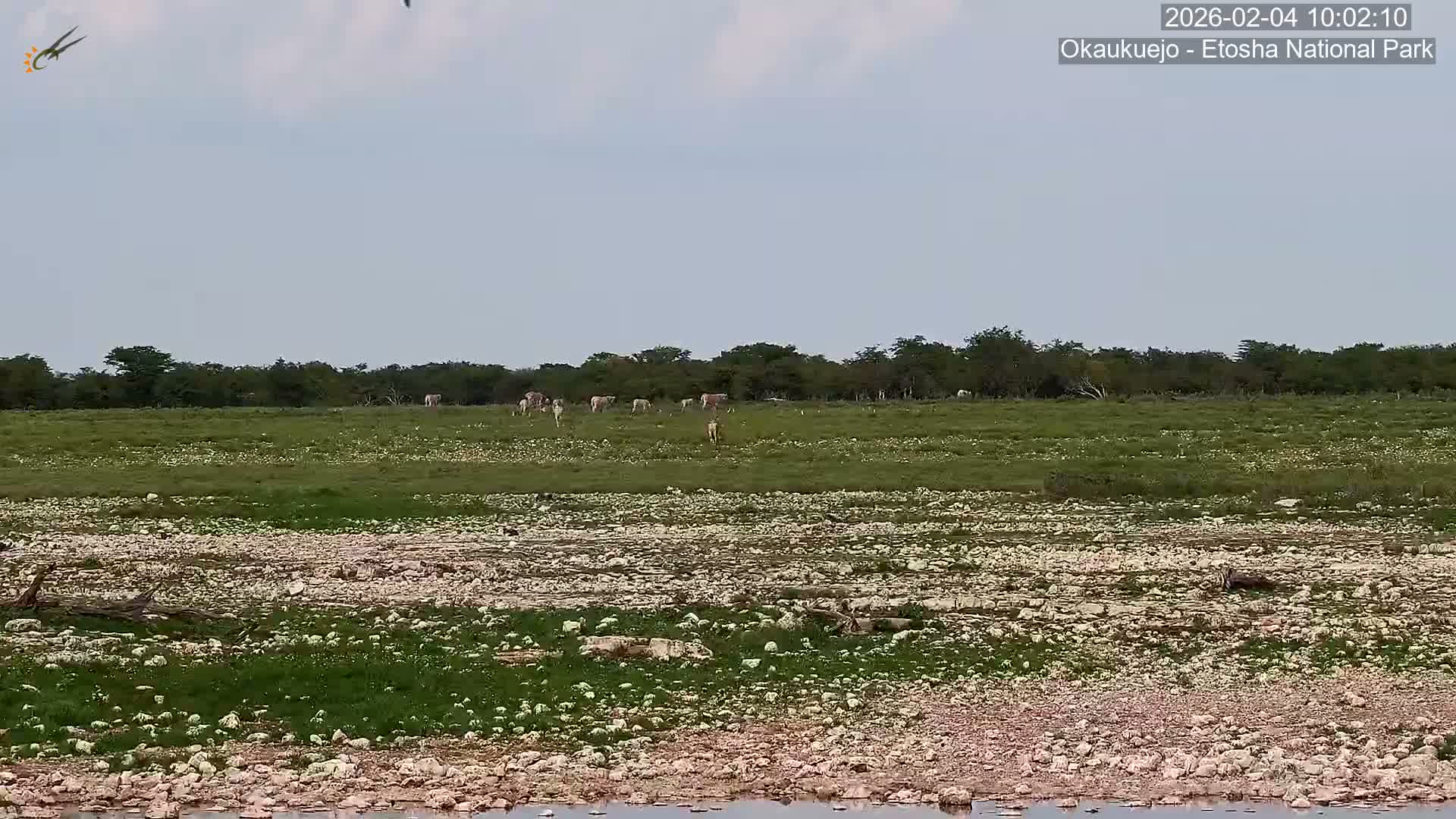Wild Animal Life  in Okaukuejo Waterhole in Etosha National Park  -  Oshakati, Oshana, Namibia
