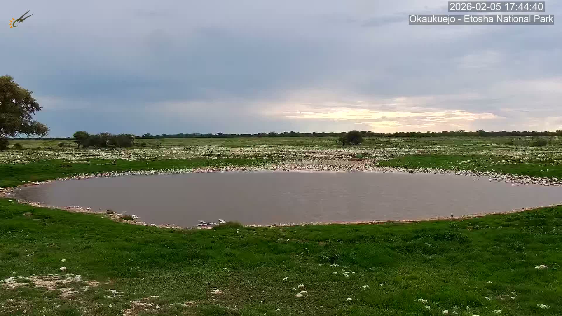 Wild Animal Life  in Okaukuejo Waterhole in Etosha National Park  -  Oshakati, Oshana, Namibia
