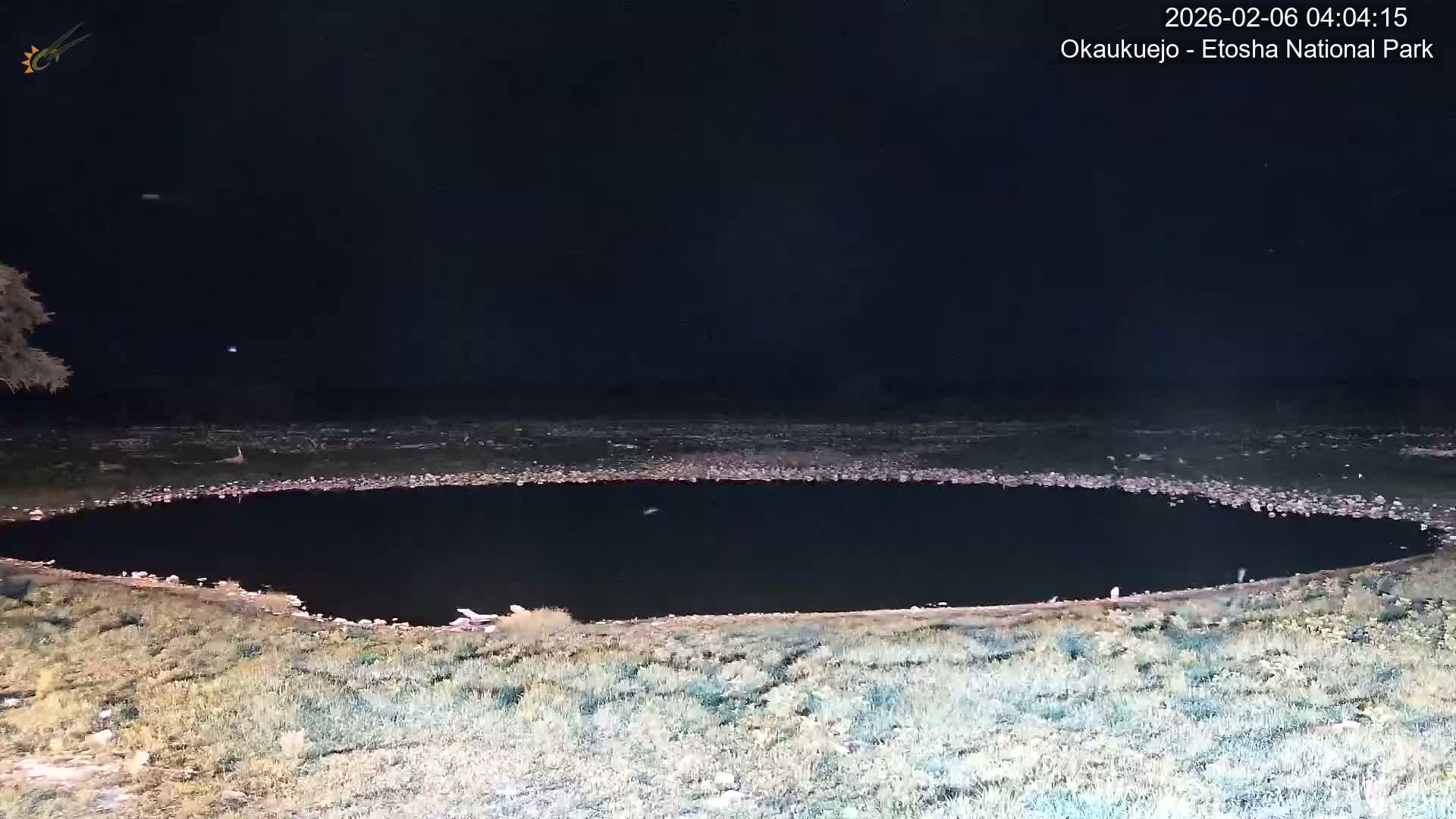 Wild Animal Life  in Okaukuejo Waterhole in Etosha National Park  -  Oshakati, Oshana, Namibia