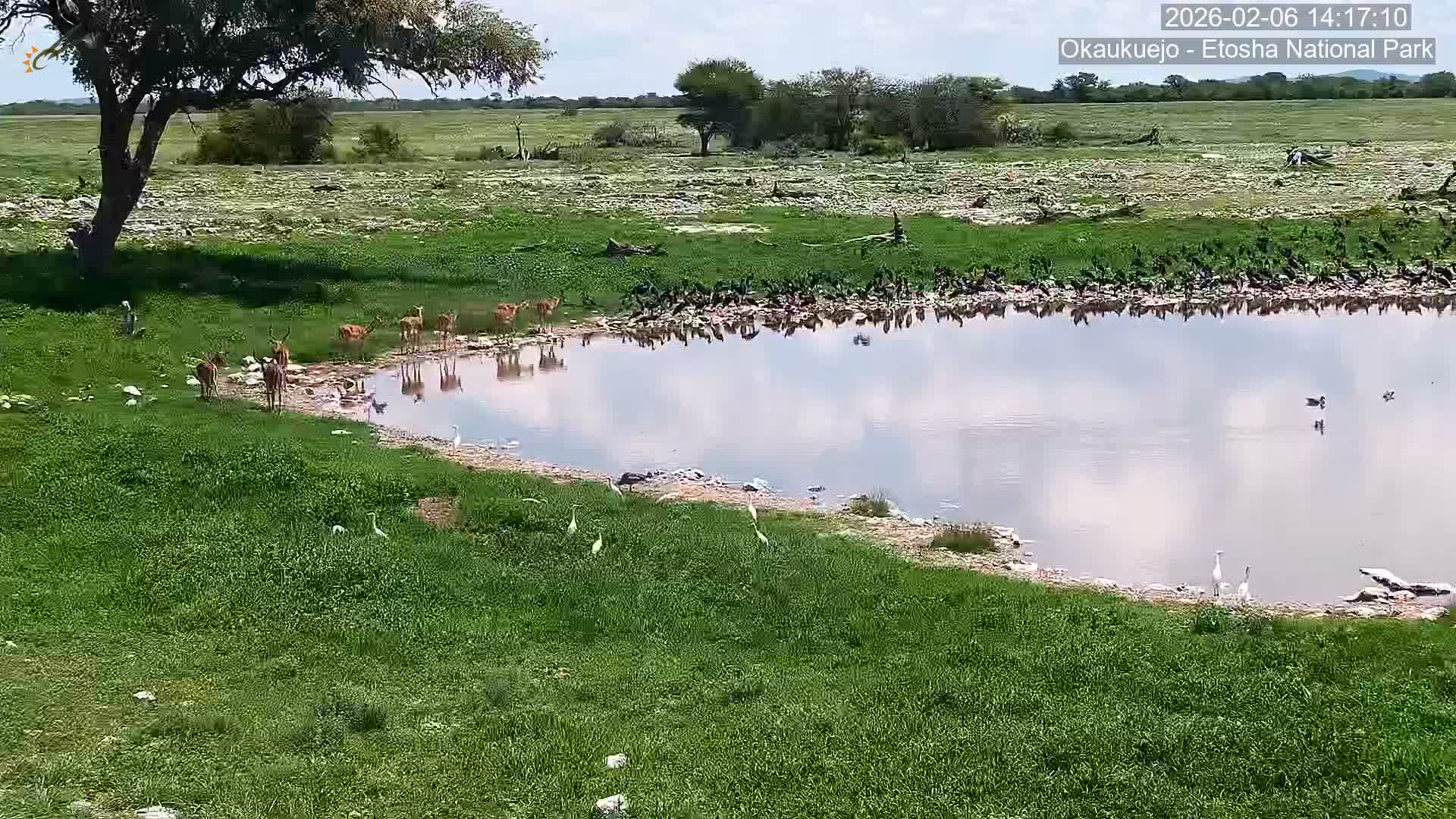 Wild Animal Life  in Okaukuejo Waterhole in Etosha National Park  -  Oshakati, Oshana, Namibia