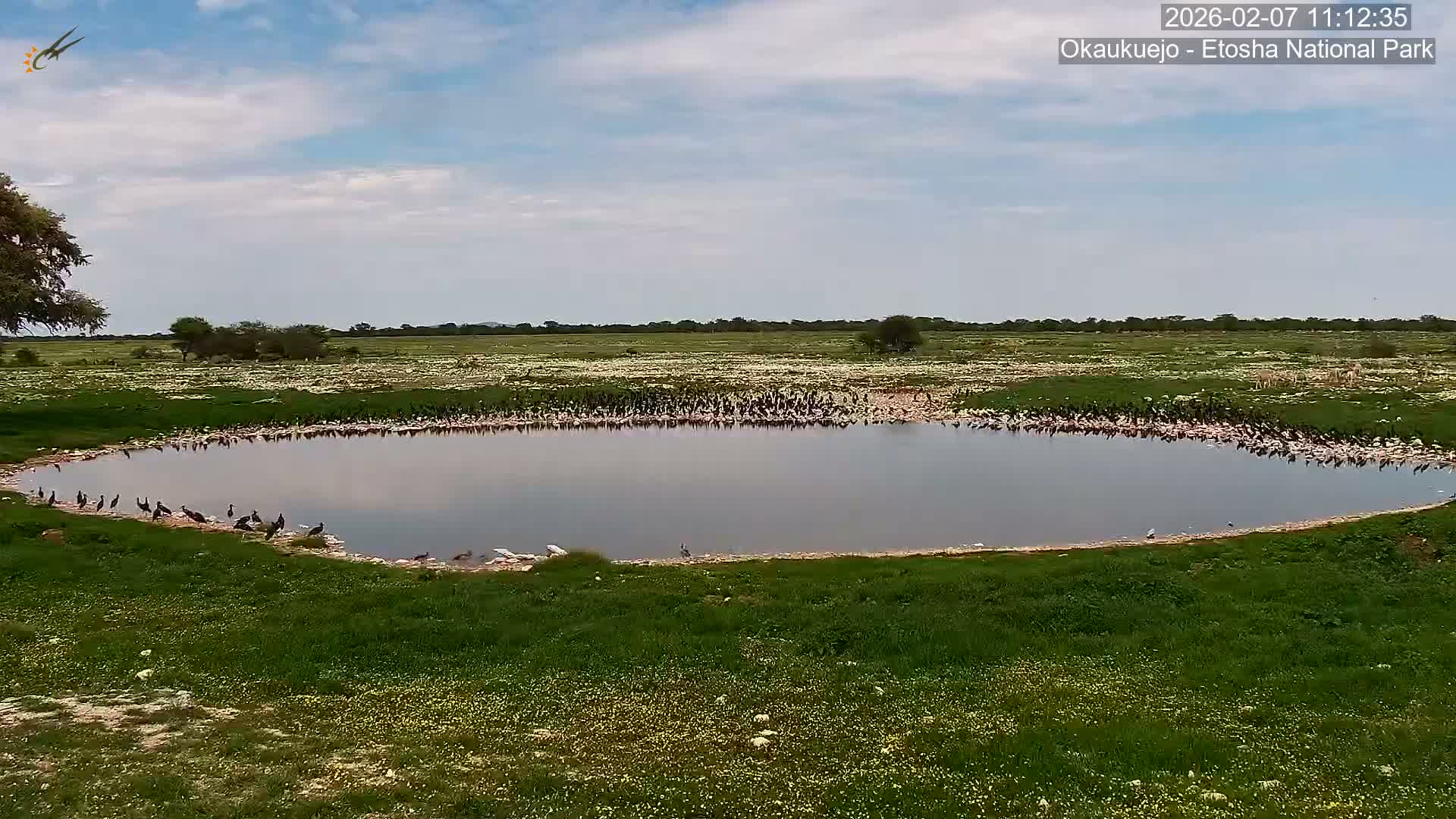 Wild Animal Life  in Okaukuejo Waterhole in Etosha National Park  -  Oshakati, Oshana, Namibia
