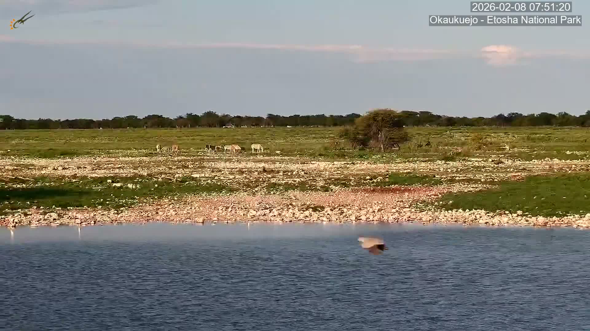 Wild Animal Life  in Okaukuejo Waterhole in Etosha National Park  -  Oshakati, Oshana, Namibia