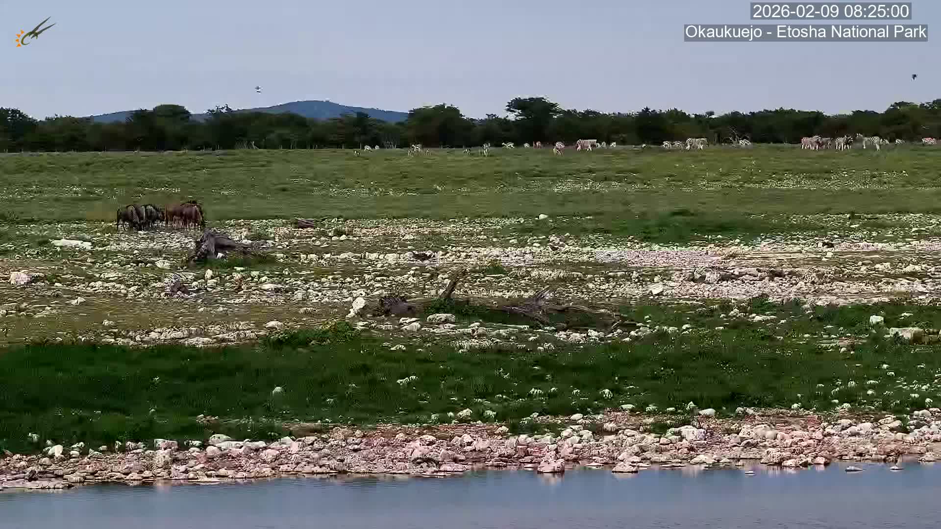 Wild Animal Life  in Okaukuejo Waterhole in Etosha National Park  -  Oshakati, Oshana, Namibia